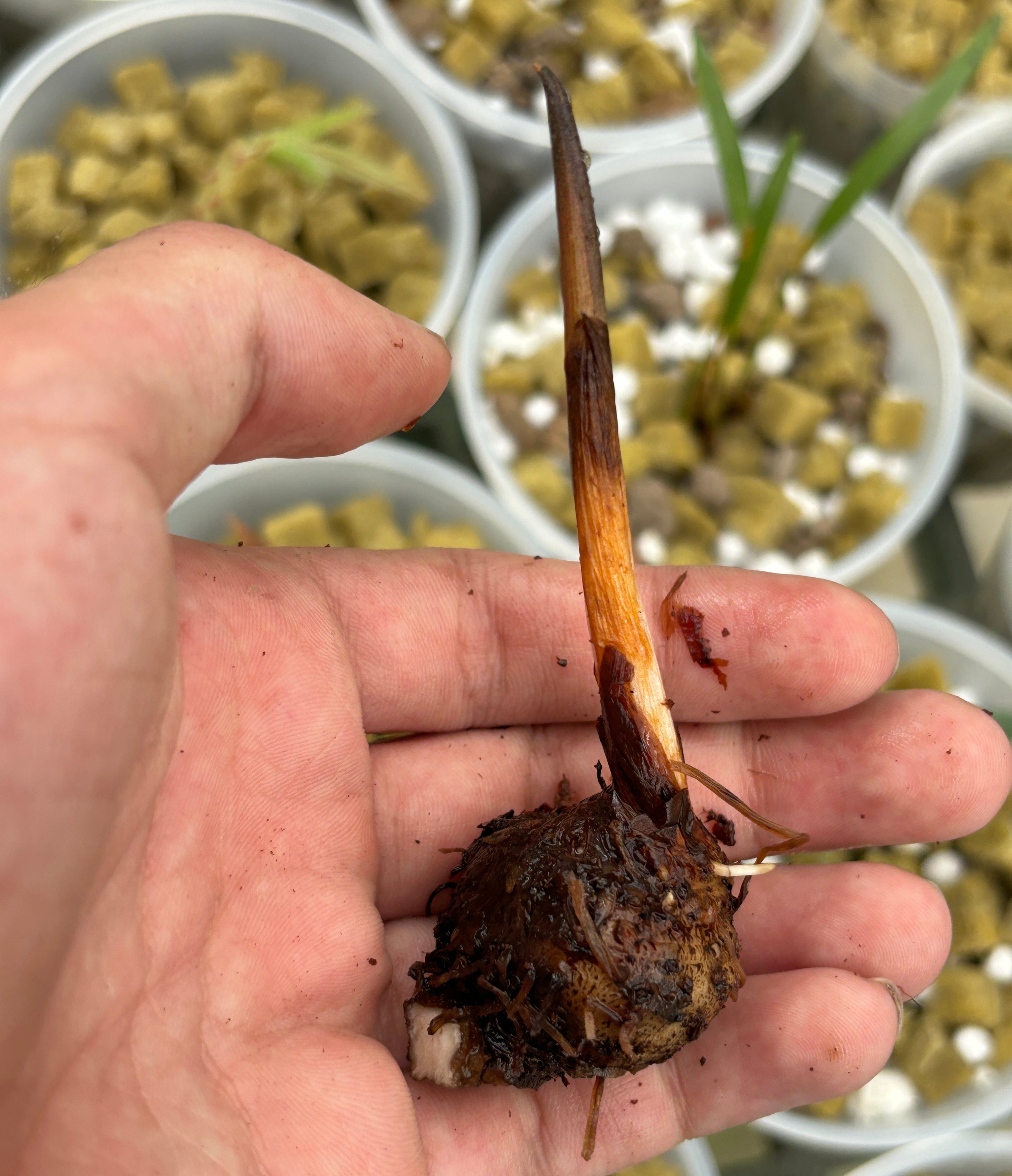 Amorphophallus manta (bufo)