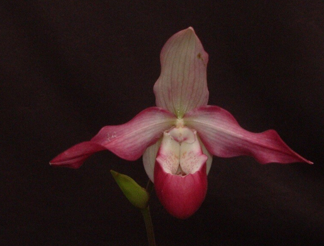 Phragmipedium Devil's Rose (andreetae x hartwegii)