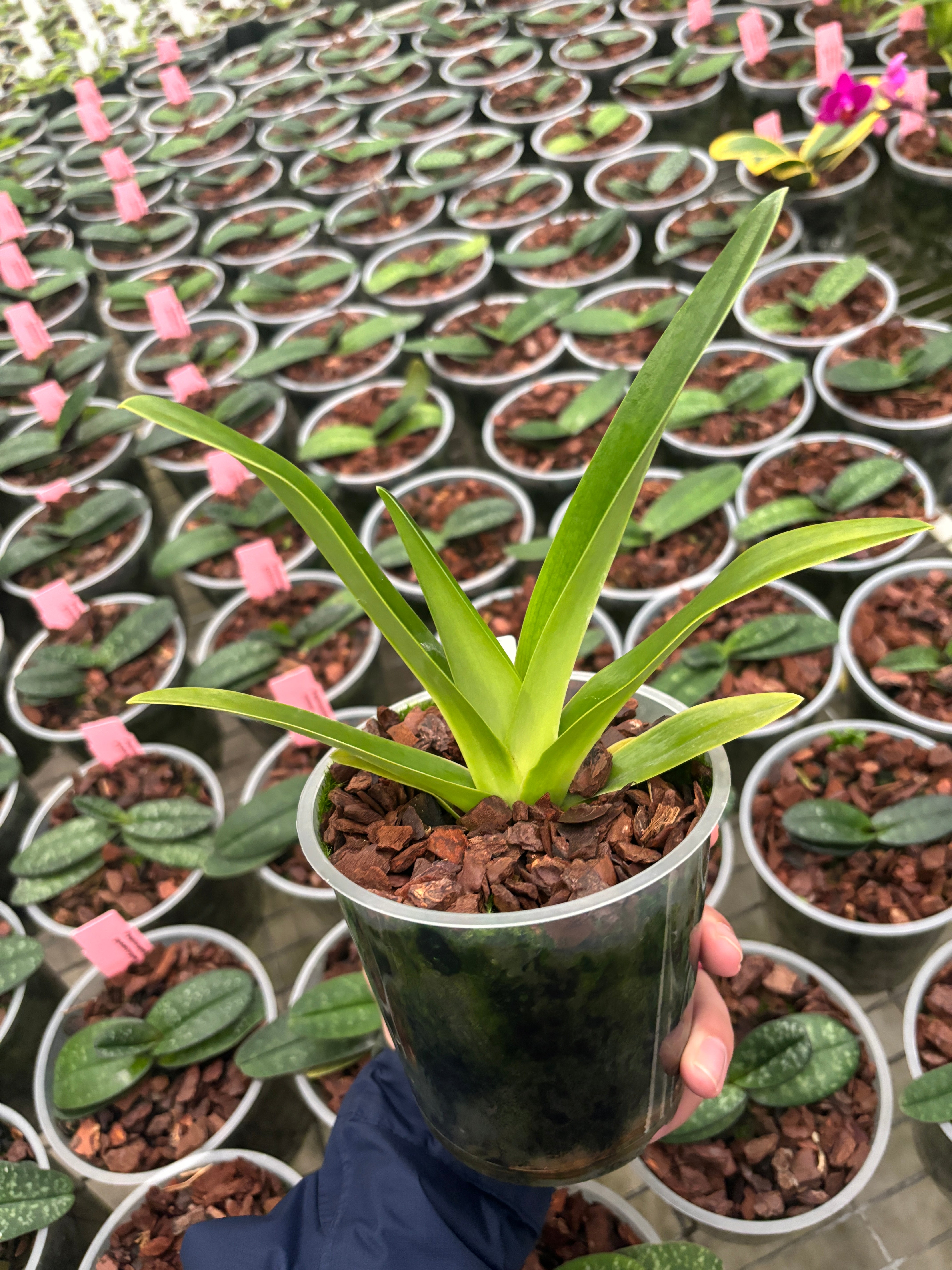 Paphiopedilum rothschildianum 'Mt Millais' x self