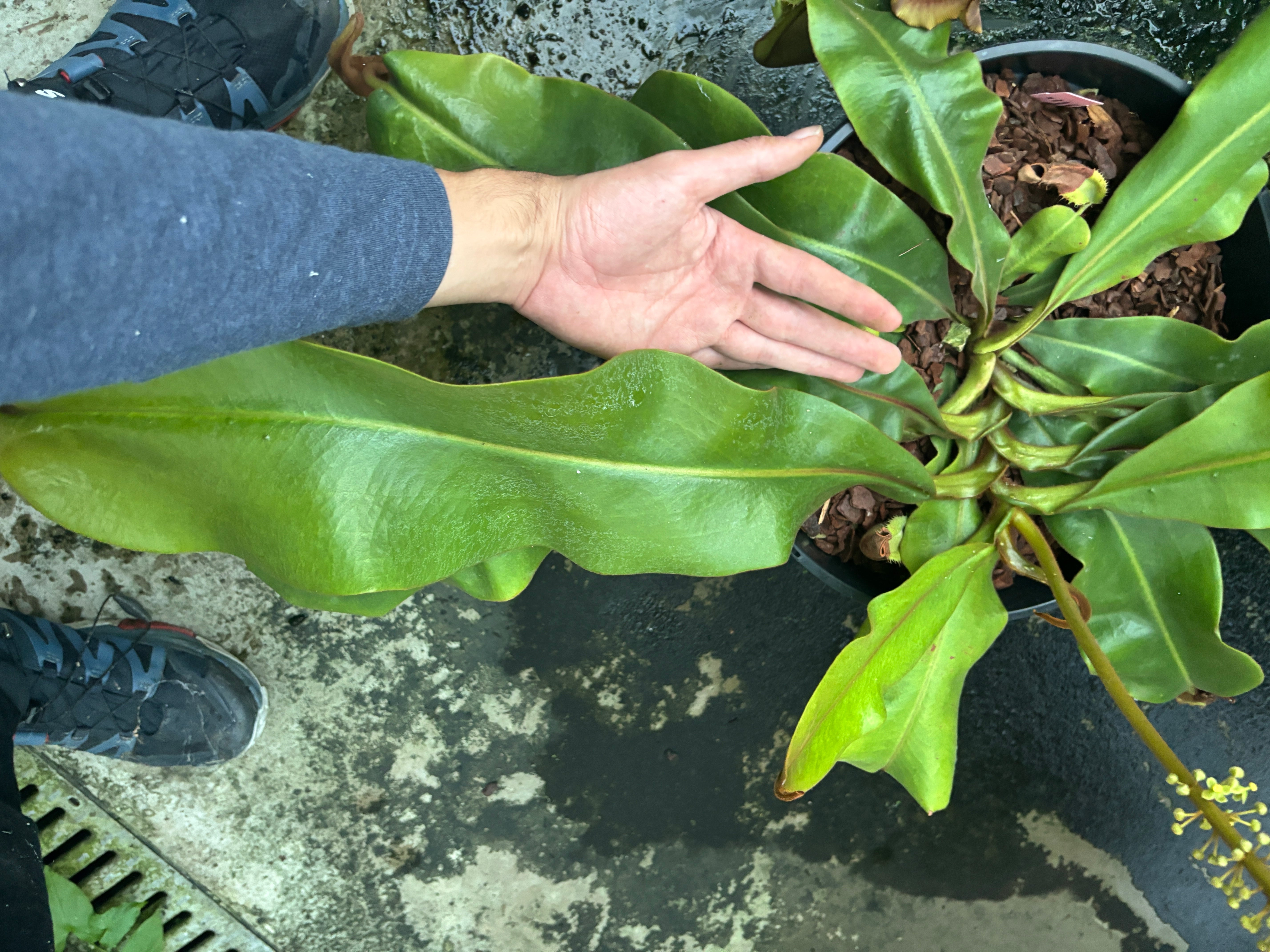 Nepenthes veitchii Pink Sabah Male 1