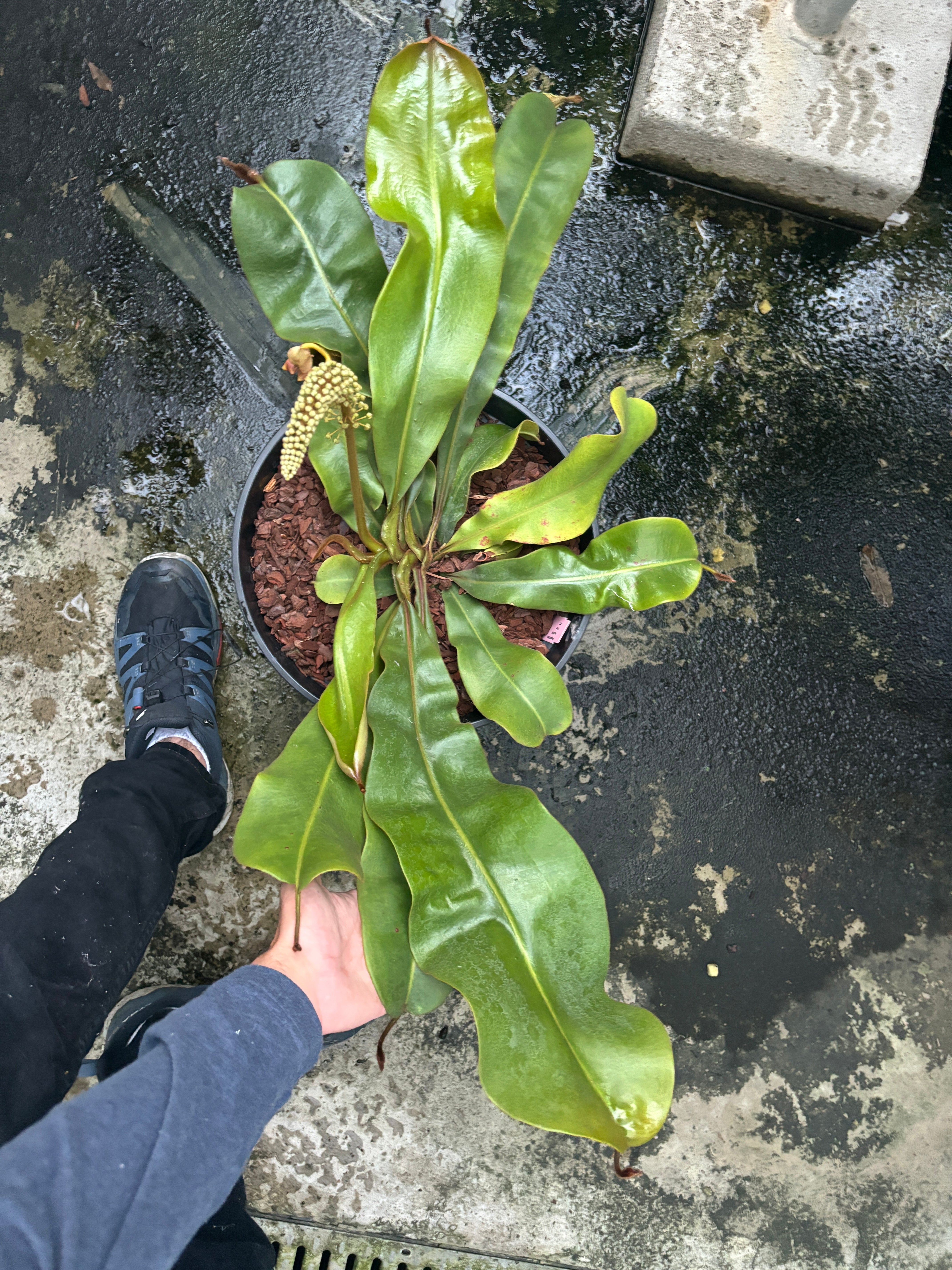 Nepenthes veitchii Pink Sabah Male