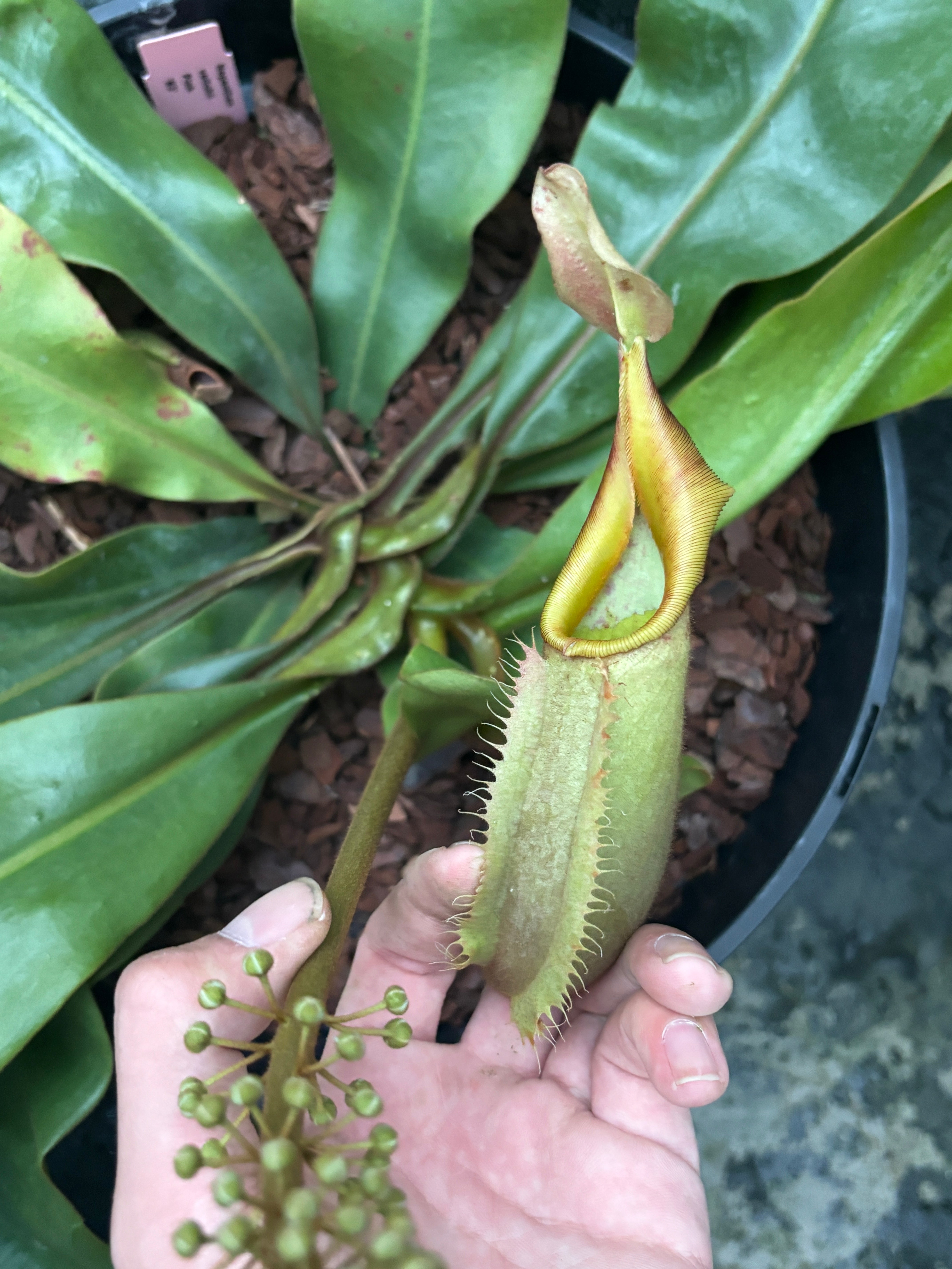 Nepenthes veitchii Pink Sabah Male