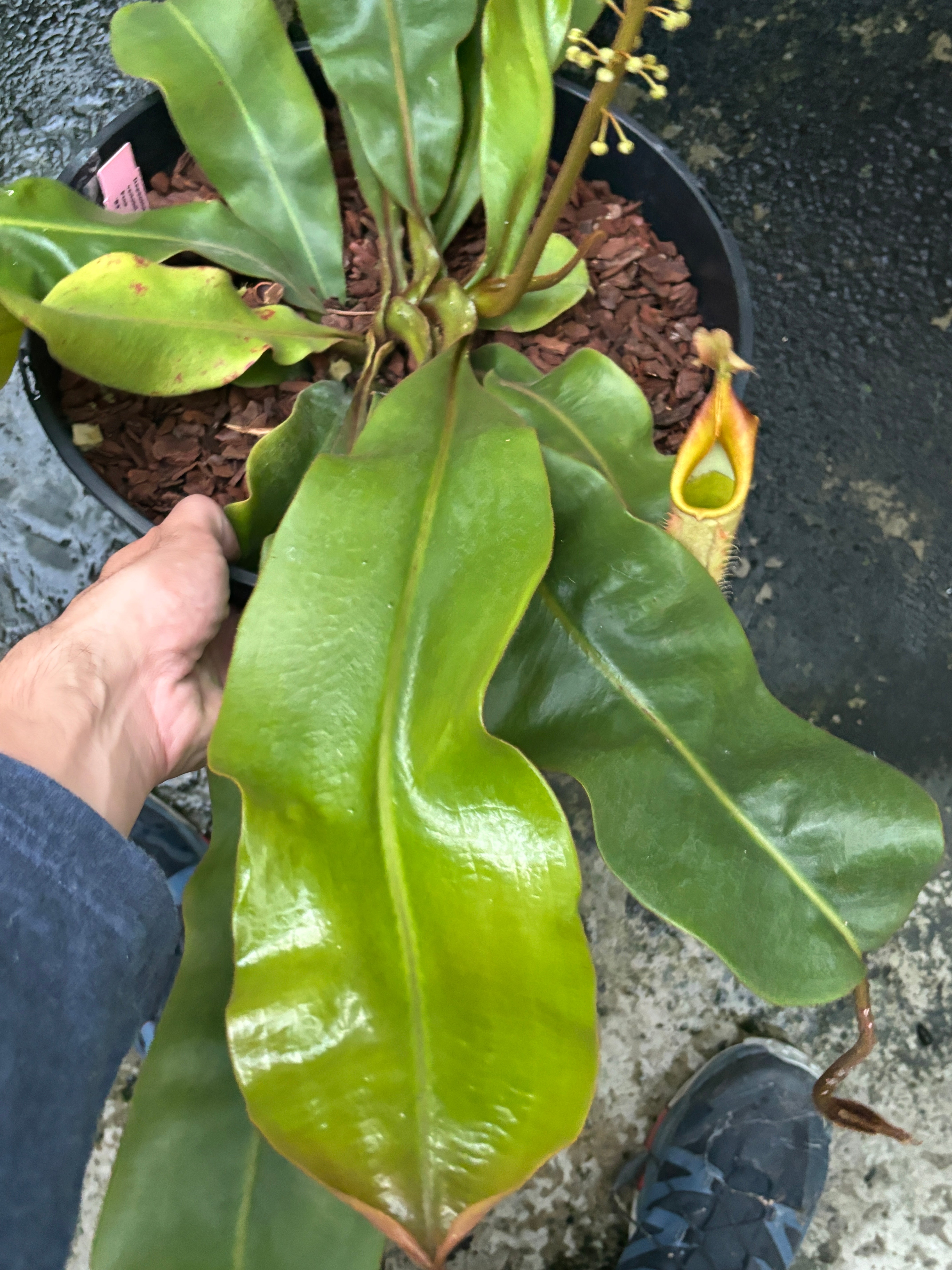 Nepenthes veitchii Pink Sabah Male