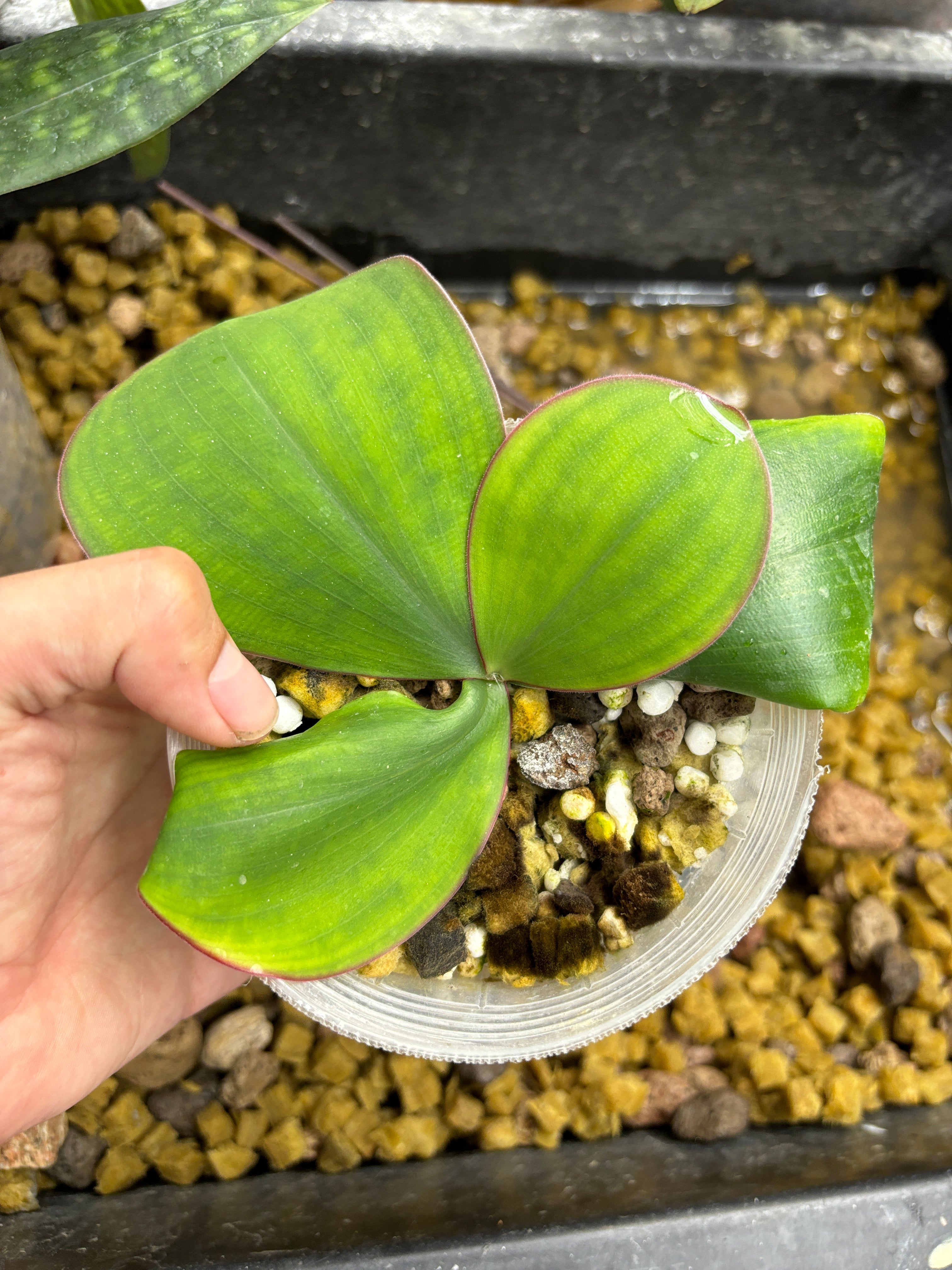 Costus spectabilis
