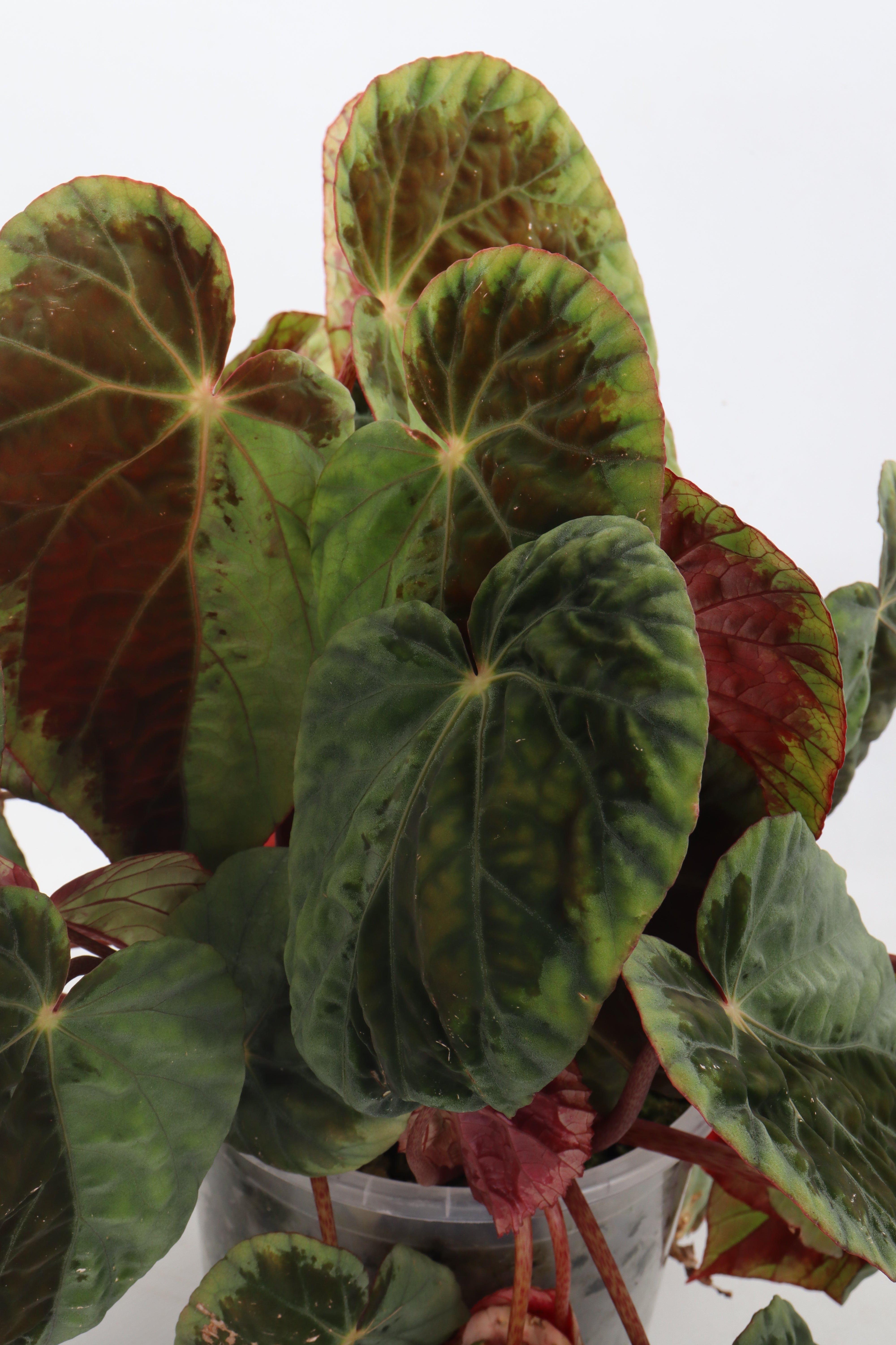 Begonia Burkillii