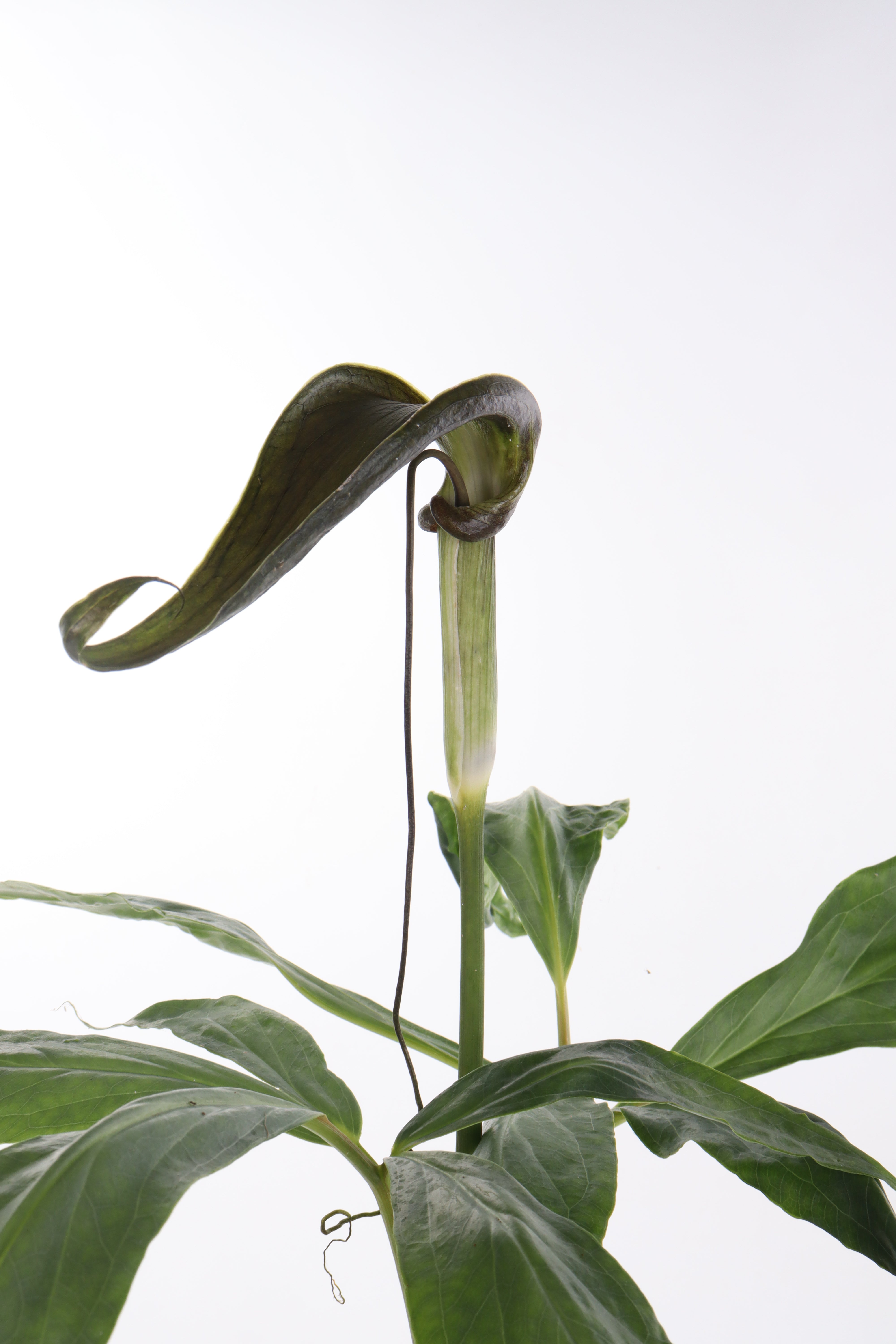 Arisaema filiforme Java