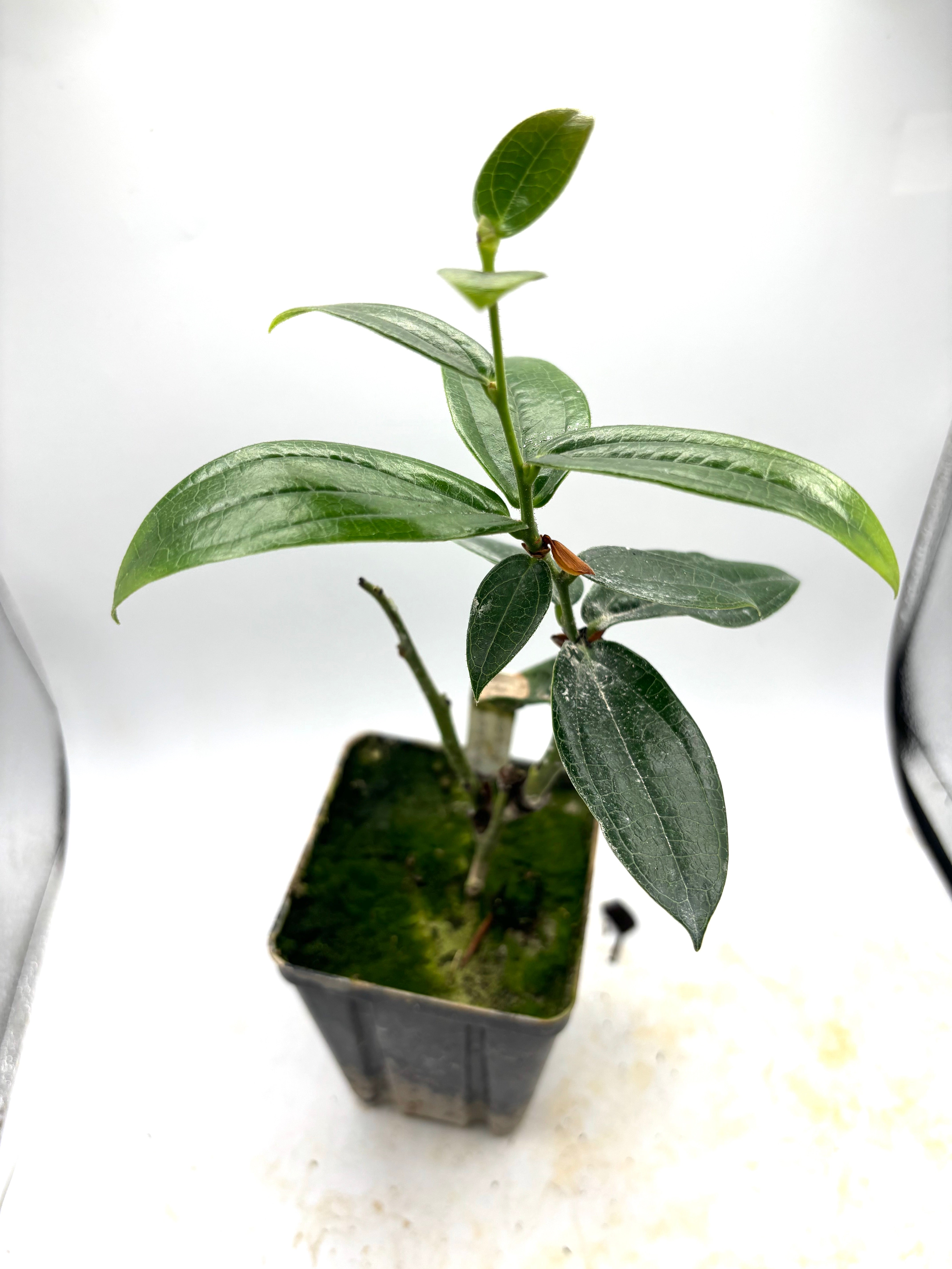 Cavendishia adenophora