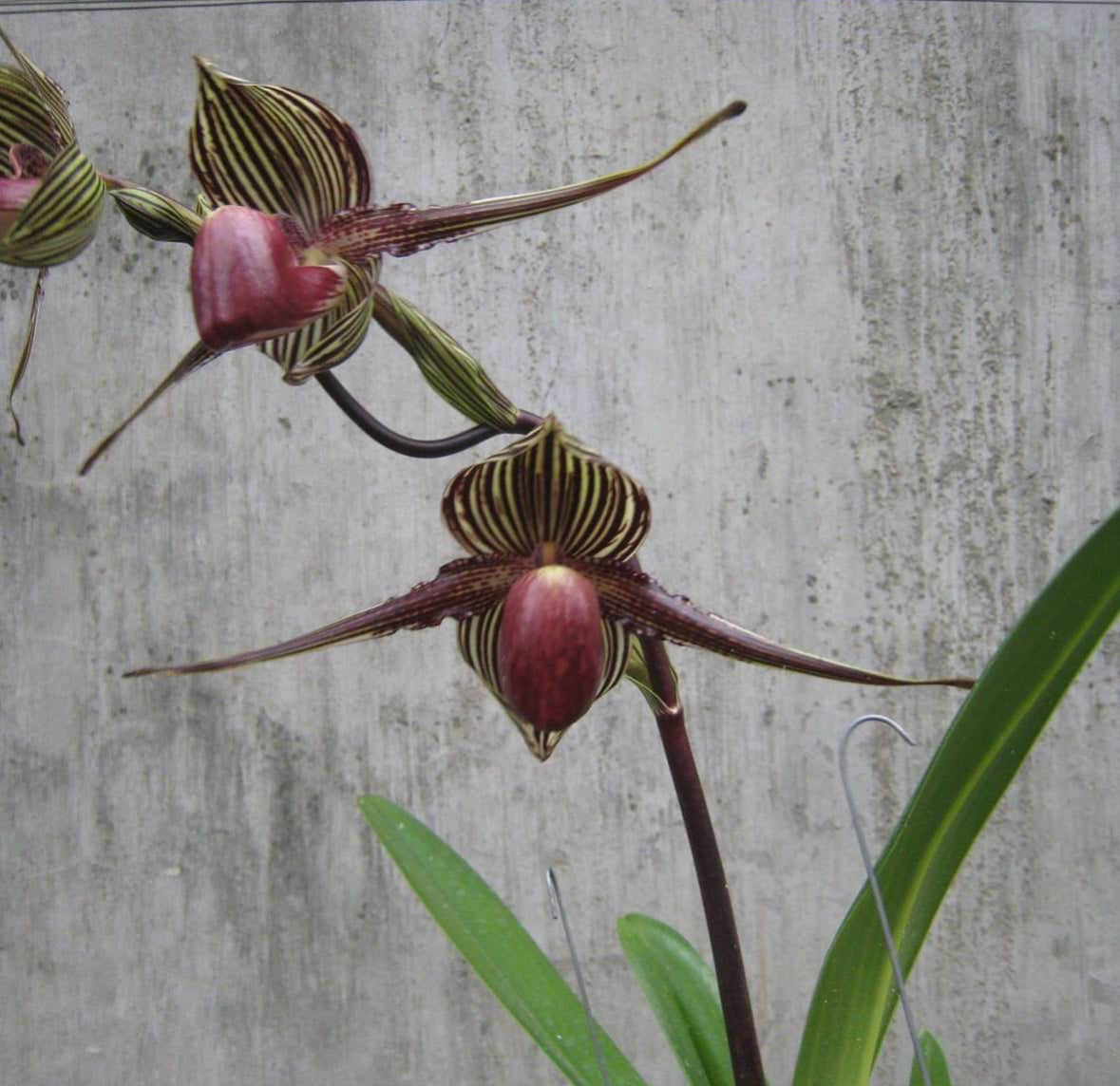 Paphiopedilum Dollomite Hellas 'Westonbirt' x rothschildianum 'Mt Millais'