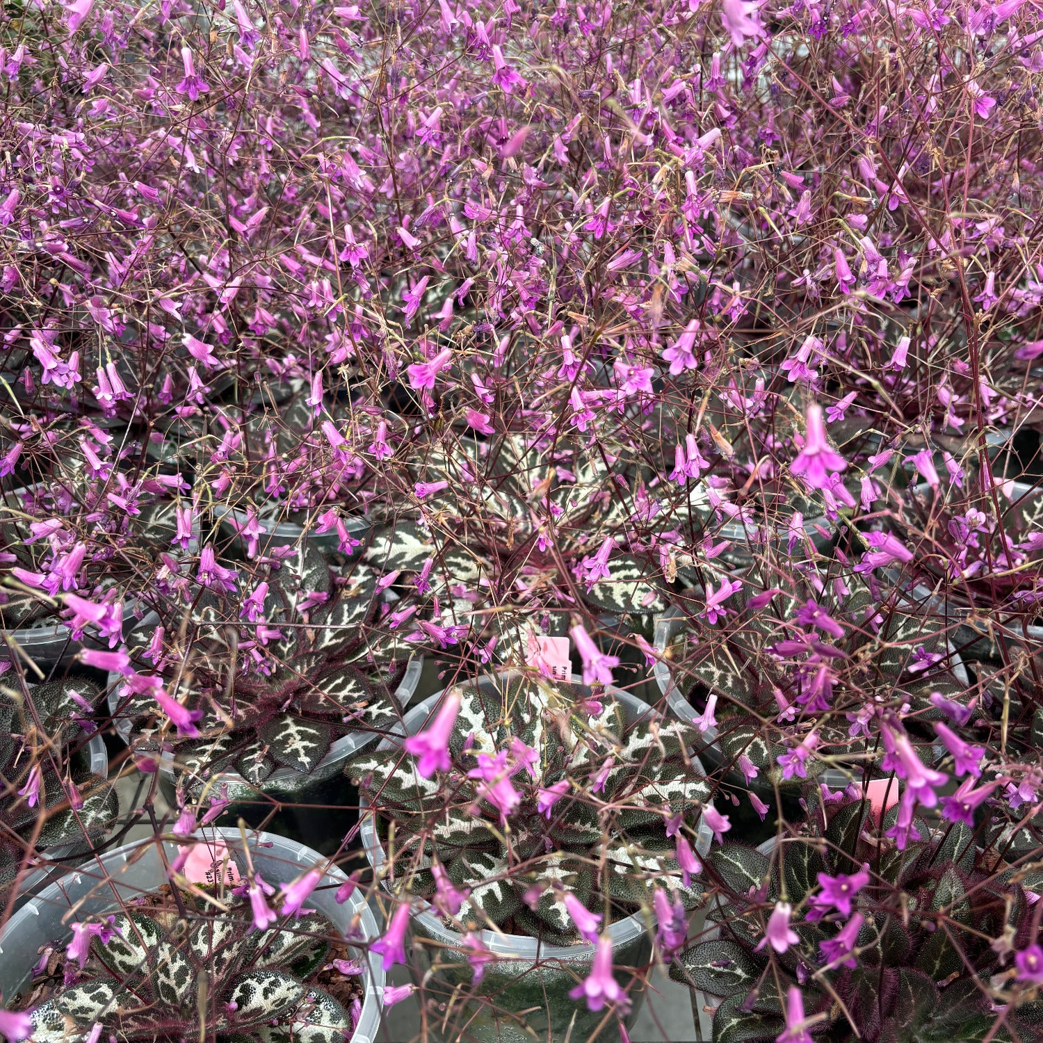 Close-up of a plant with pink flowers and a patterned leaf surface.