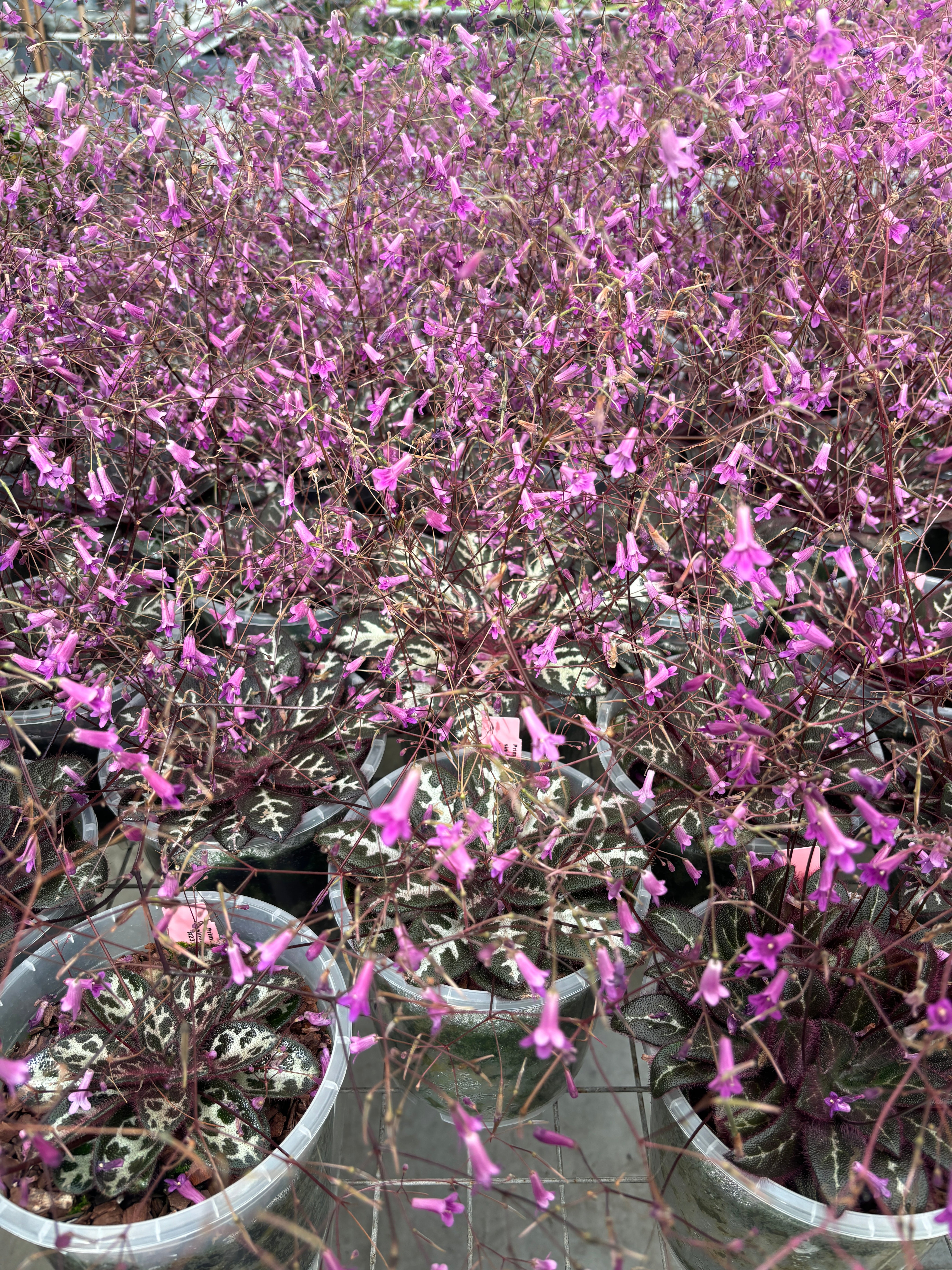 JaggarCross Green Plant Specialty Fertilizer 8 oz