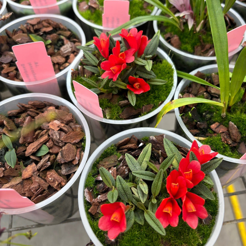 Jaggar Cross Exotics Orchid Fuel Specialty Fertilizer 8 oz