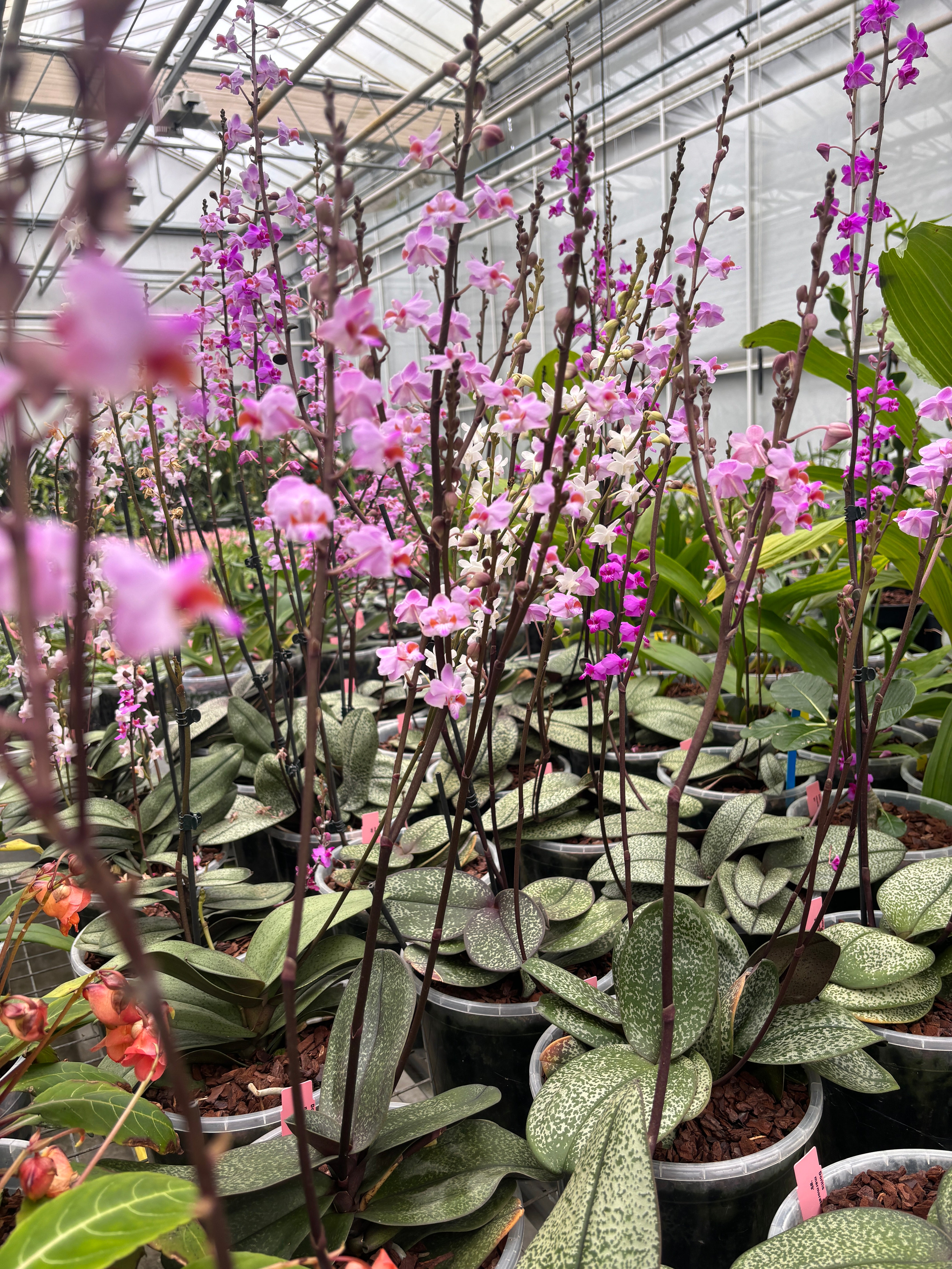 Cross Exotics JaggarCross Orchid Fuel Specialty Fertilizer 8 oz