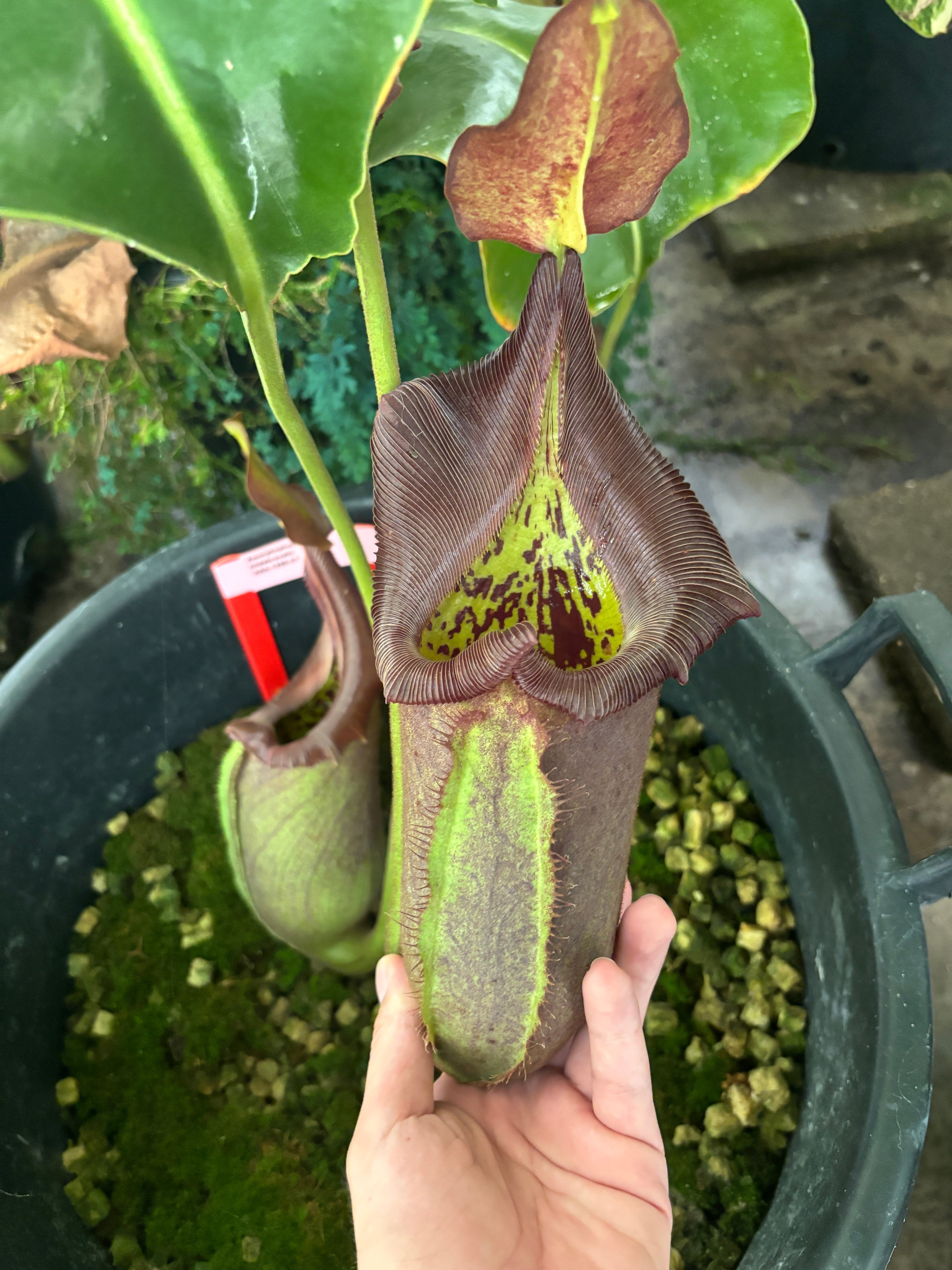 pitcher plant fertilizer Bulk 25 lbs Orchid Fuel Specialty Fertilizer – Cross Exotics