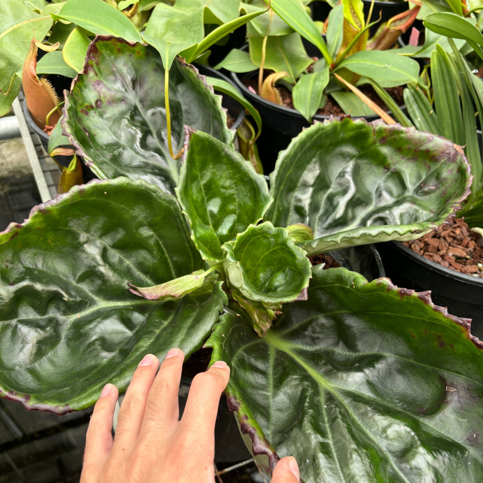 Hand holding a smartphone next to a large green leafy plant in a pot.