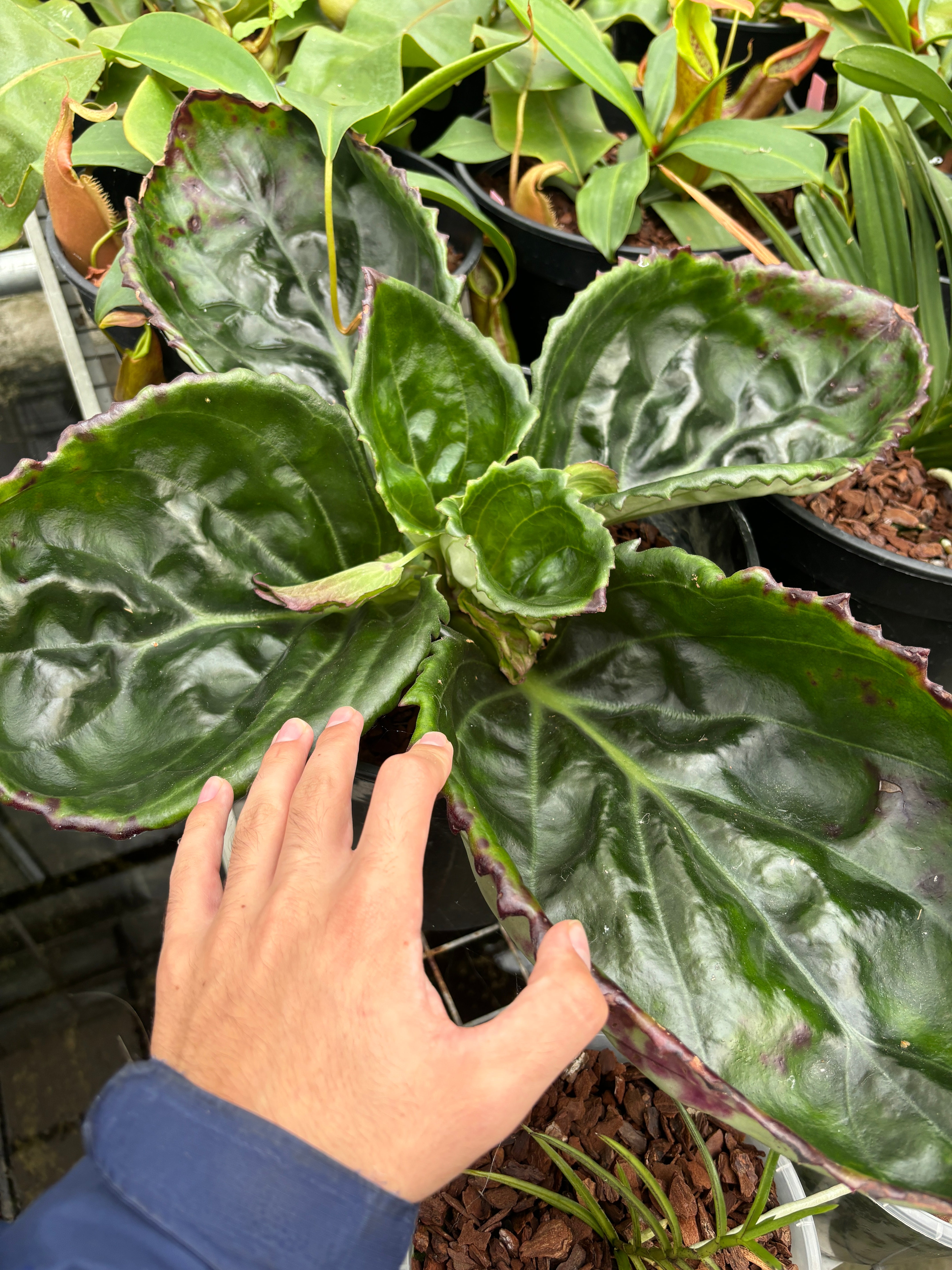 JaggarCross Green Plant Specialty Fertilizer 8 oz