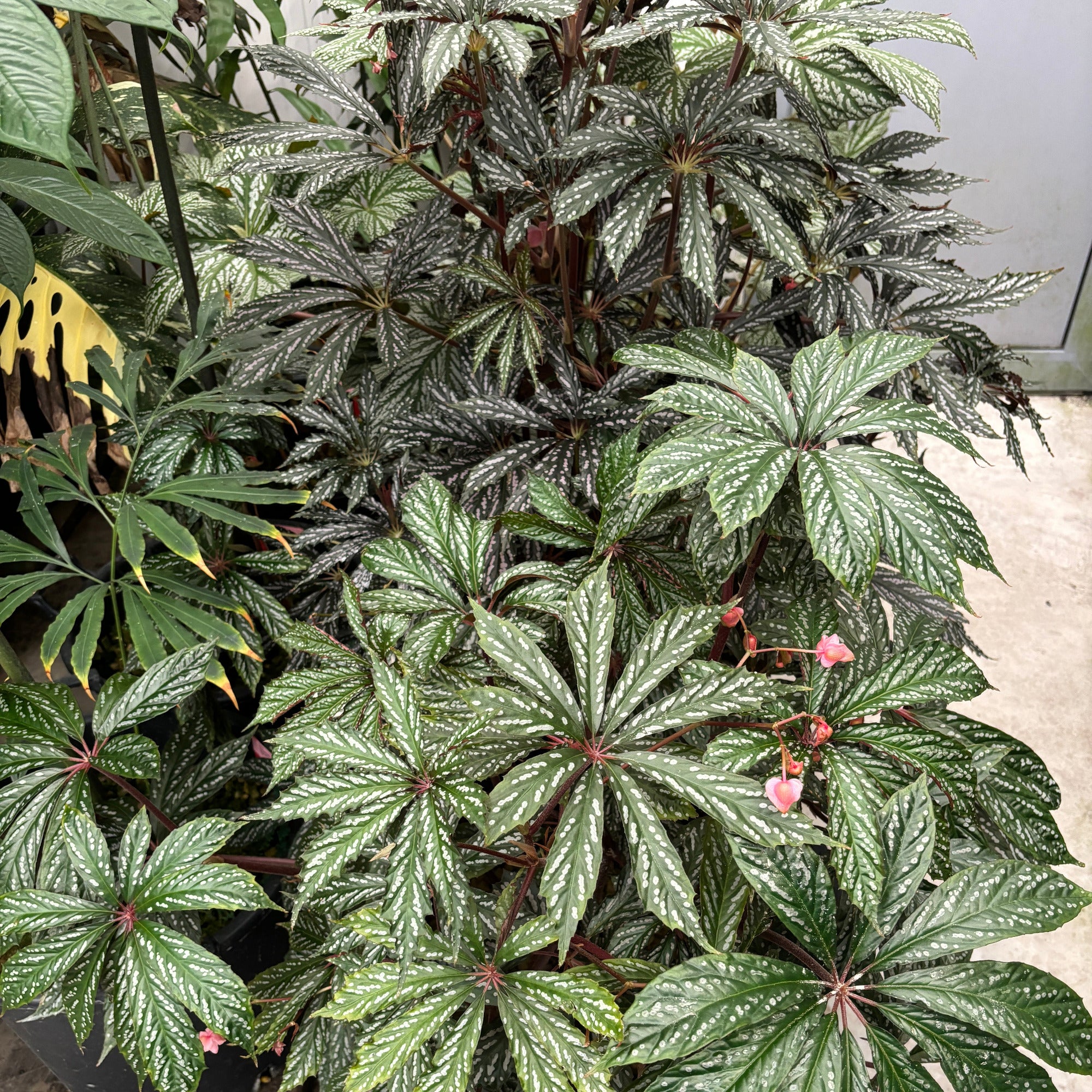 JaggarCross Green Fuel Fertilizer 8 oz