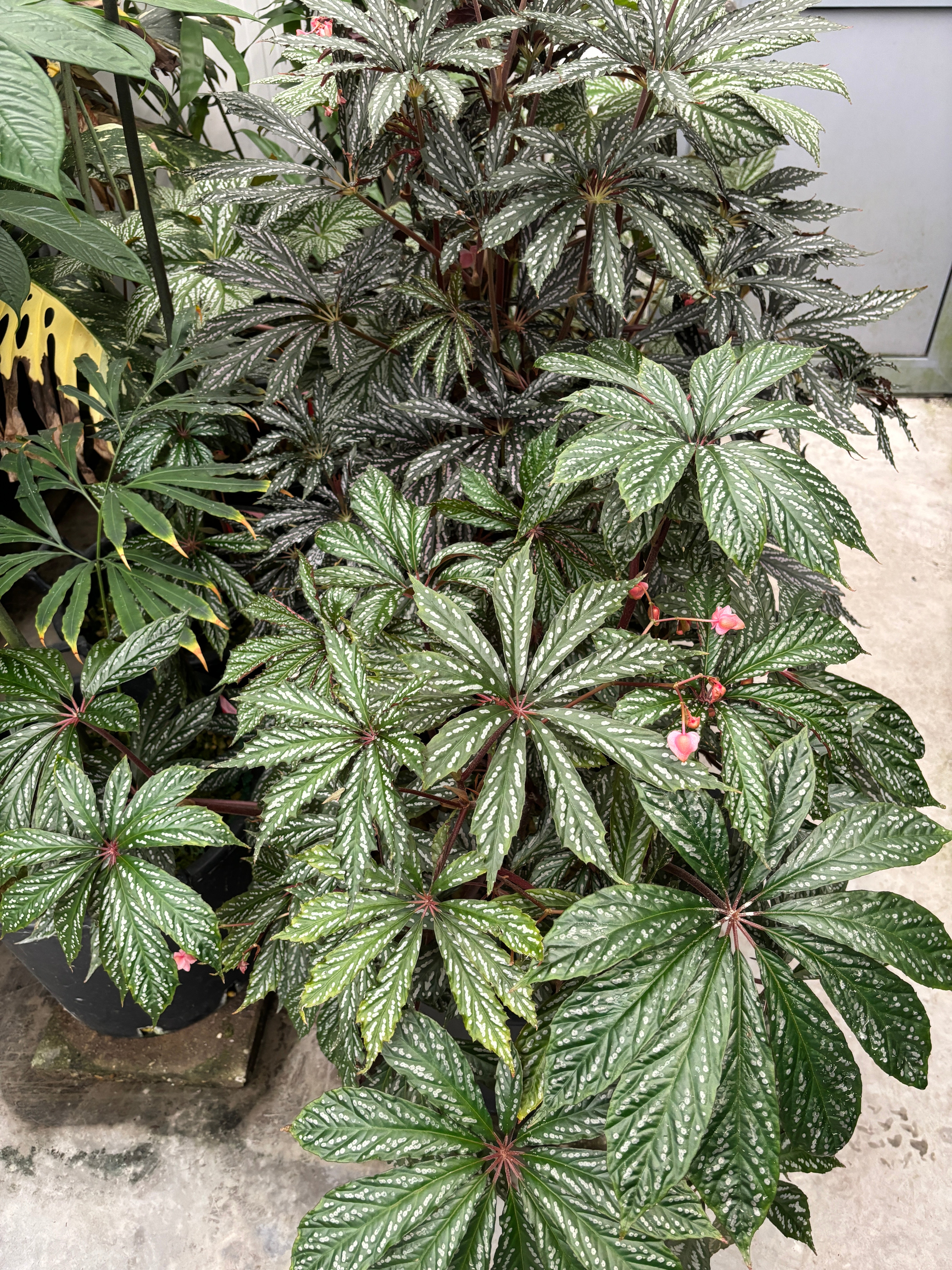 JaggarCross Green Plant Specialty Fertilizer 8 oz