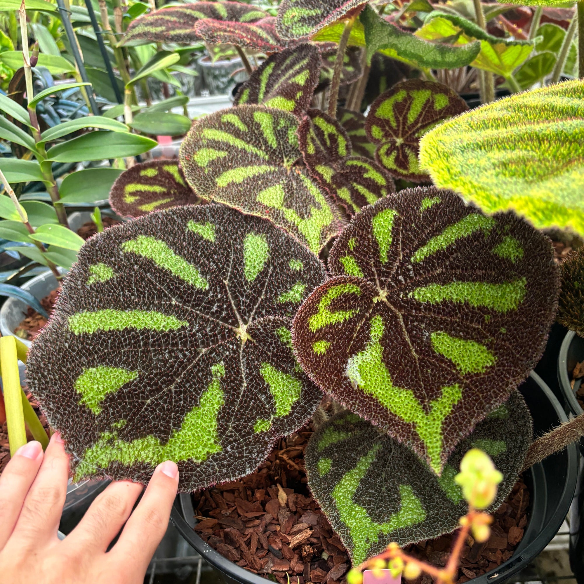 Close-up of a person touching a leafy green plant with a hand.