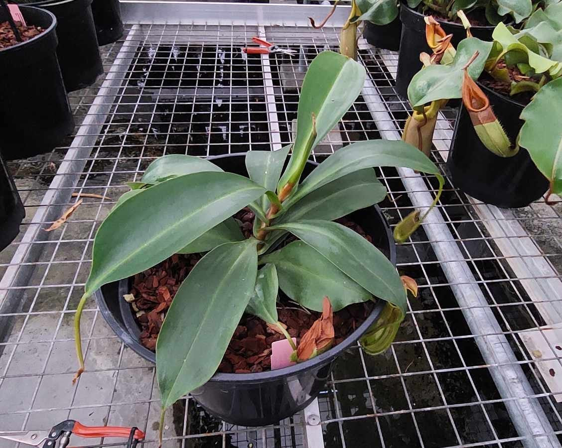 Nepenthes adrianii 1 SelectOrchids