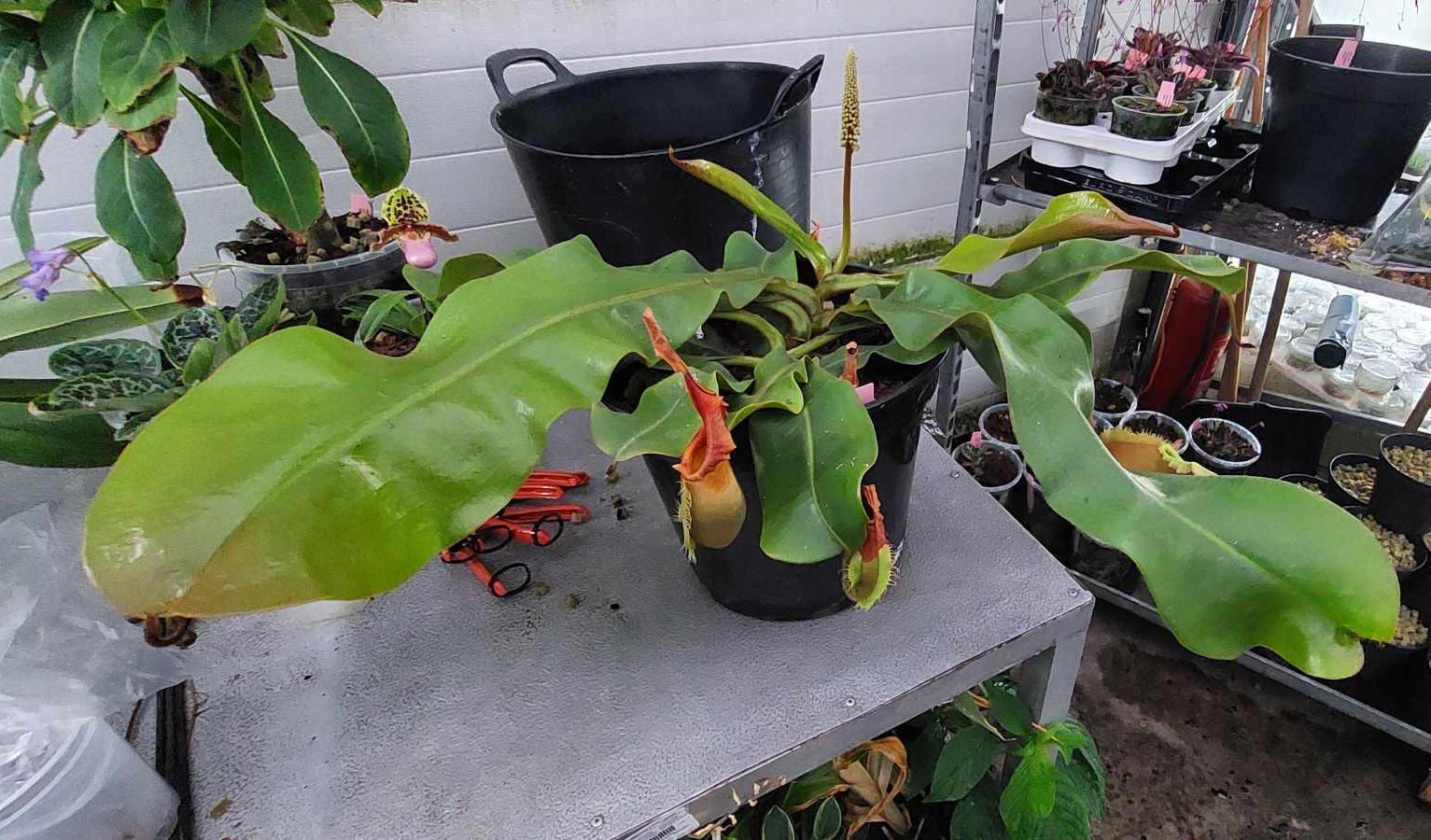 Nepenthes veitchii Pink Sabah Male Plant 2