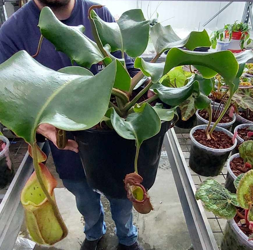 Nepenthes robcantleyi/neb SelectOrchids