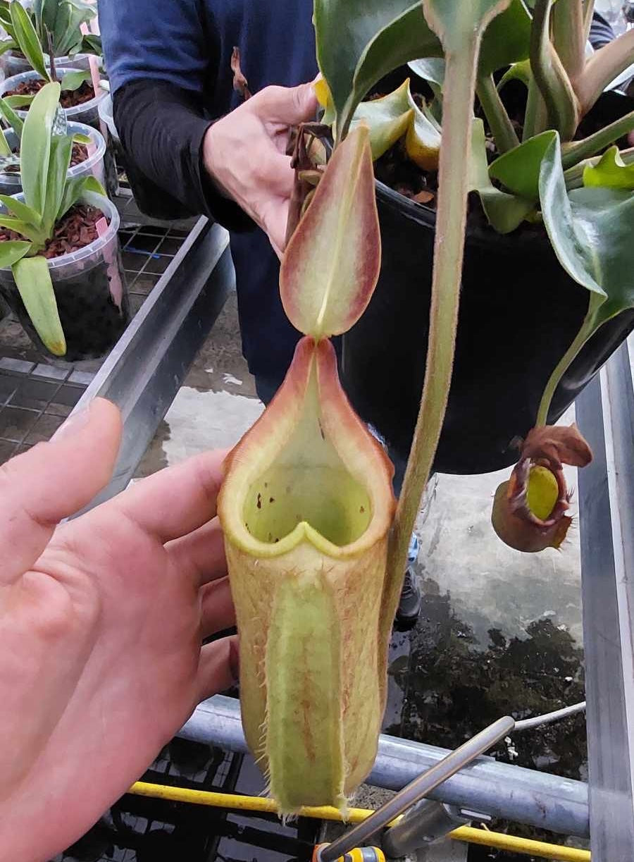 Nepenthes robcantleyi/neb SelectOrchids