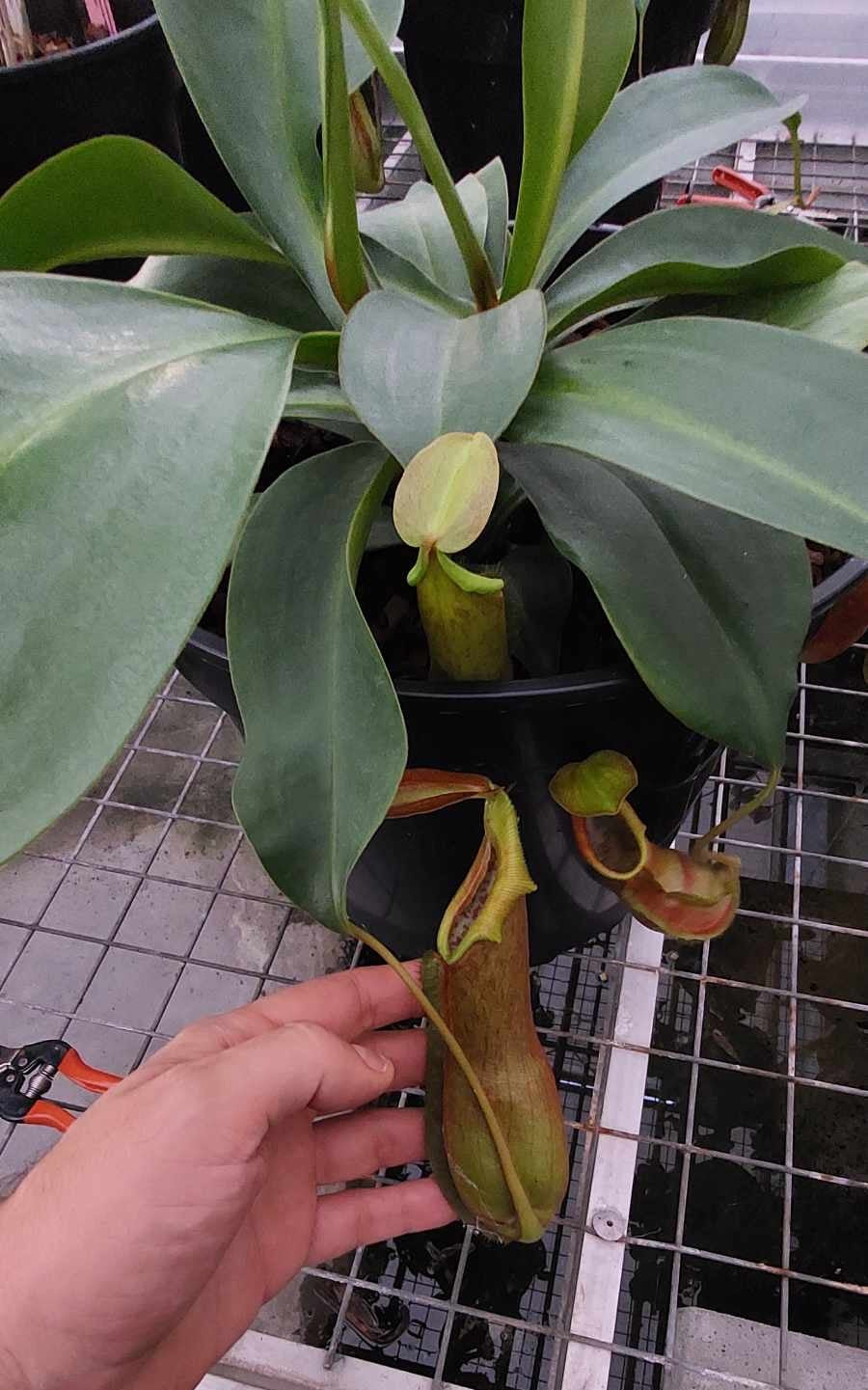 Nepenthes adrianii 2 SelectOrchids