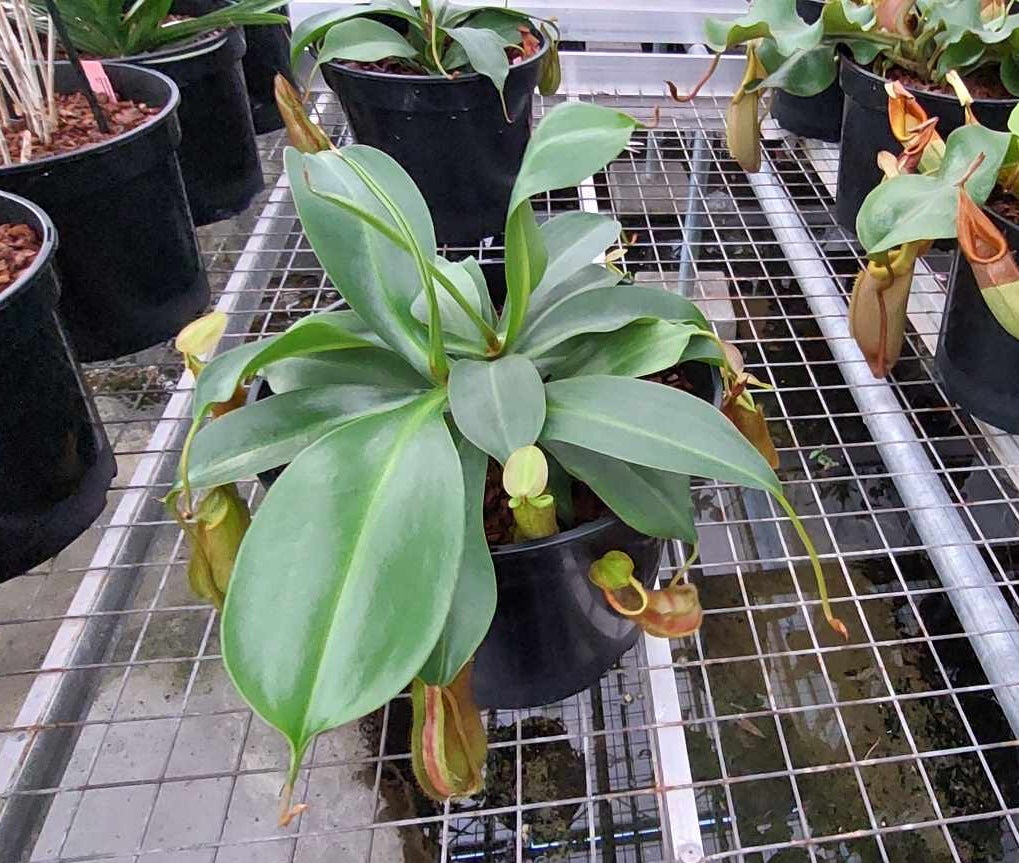 Nepenthes adrianii 2 SelectOrchids