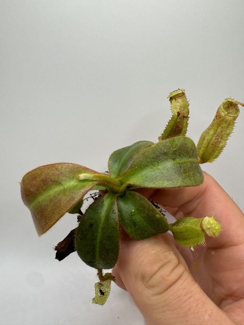 Nepenthes peltata x mollis NP