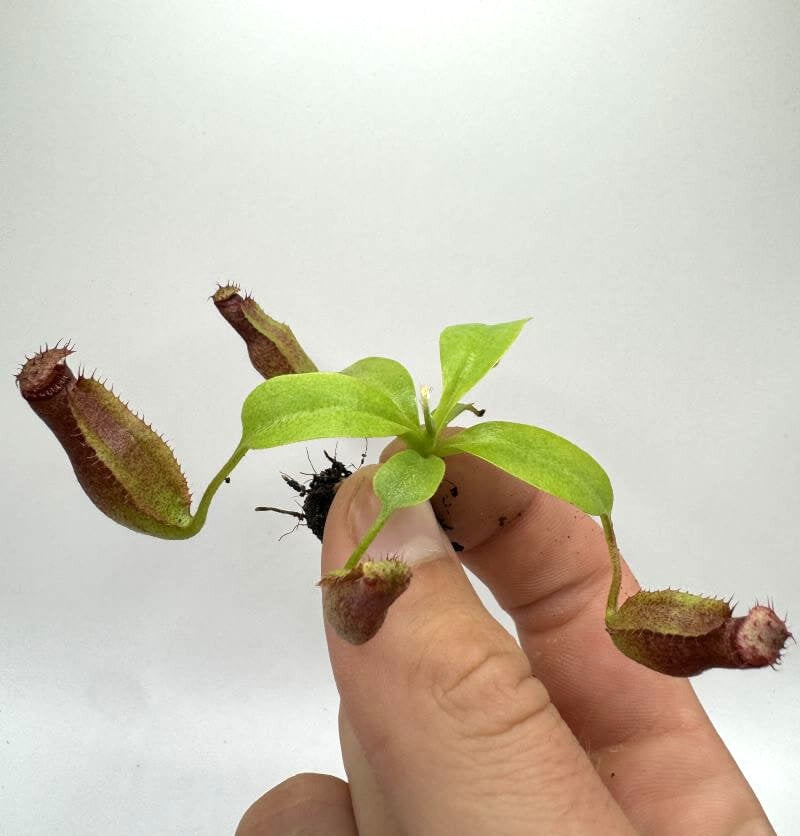 Nepenthes villosa x robcantleyi Marabini NP