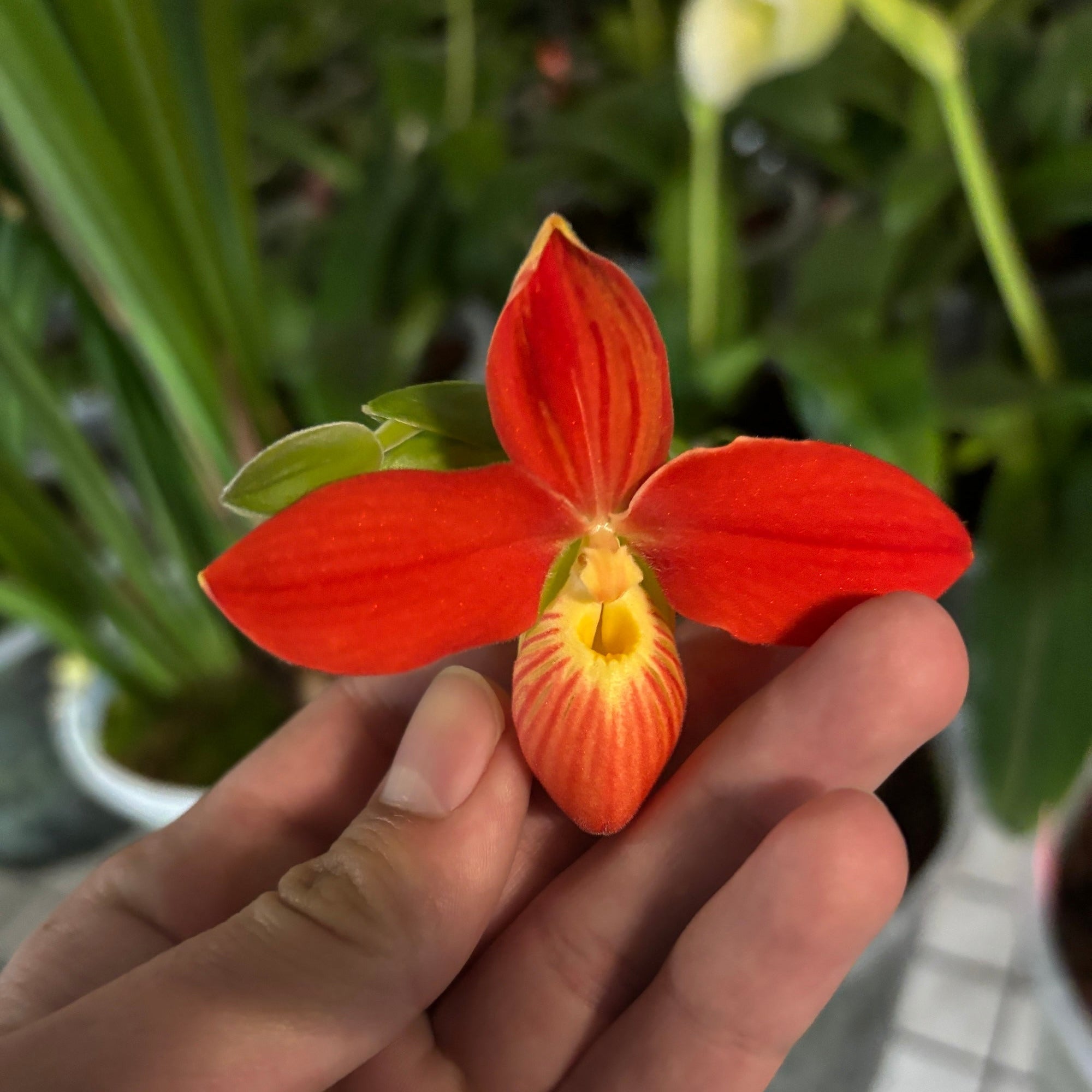 Hand holding a bright orange orchid flower with a blurred green background