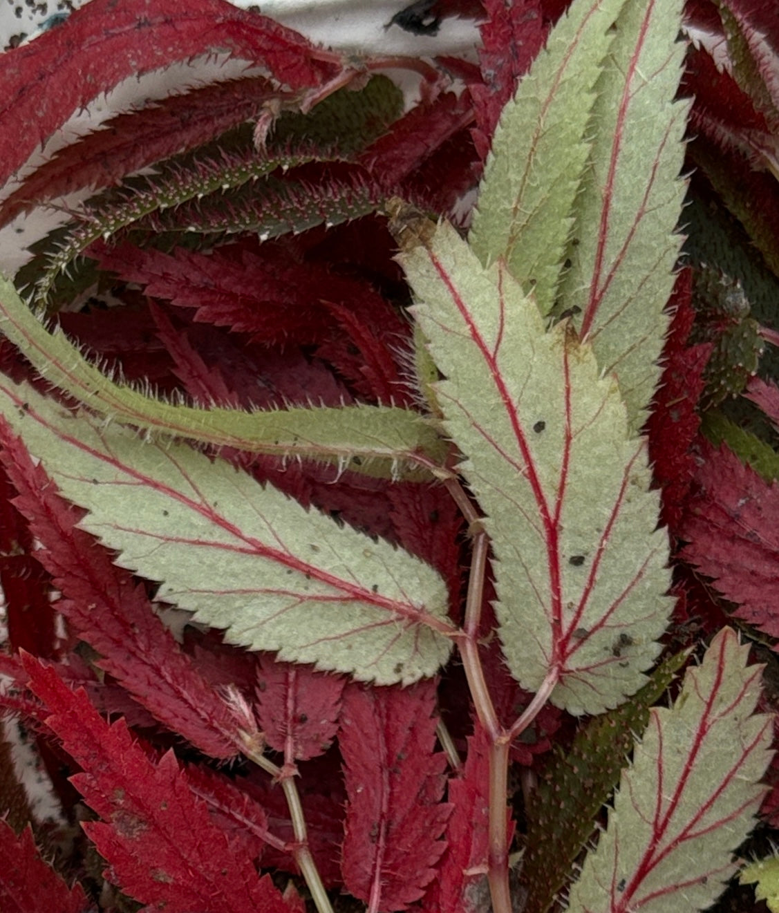 Begonia pteridiformis Red!!