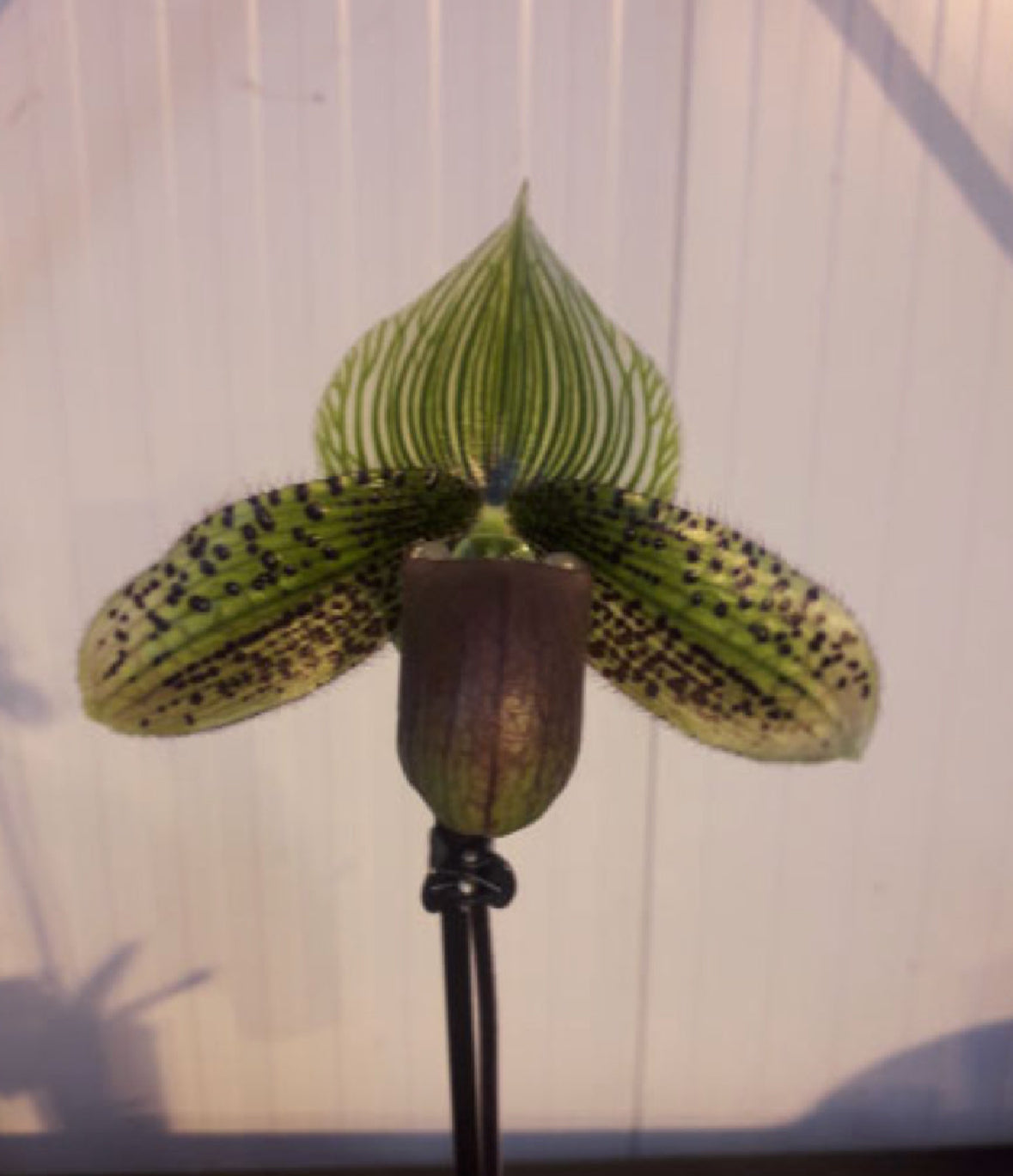 Paphiopedilum maudiae NBS BULK 50 Plants