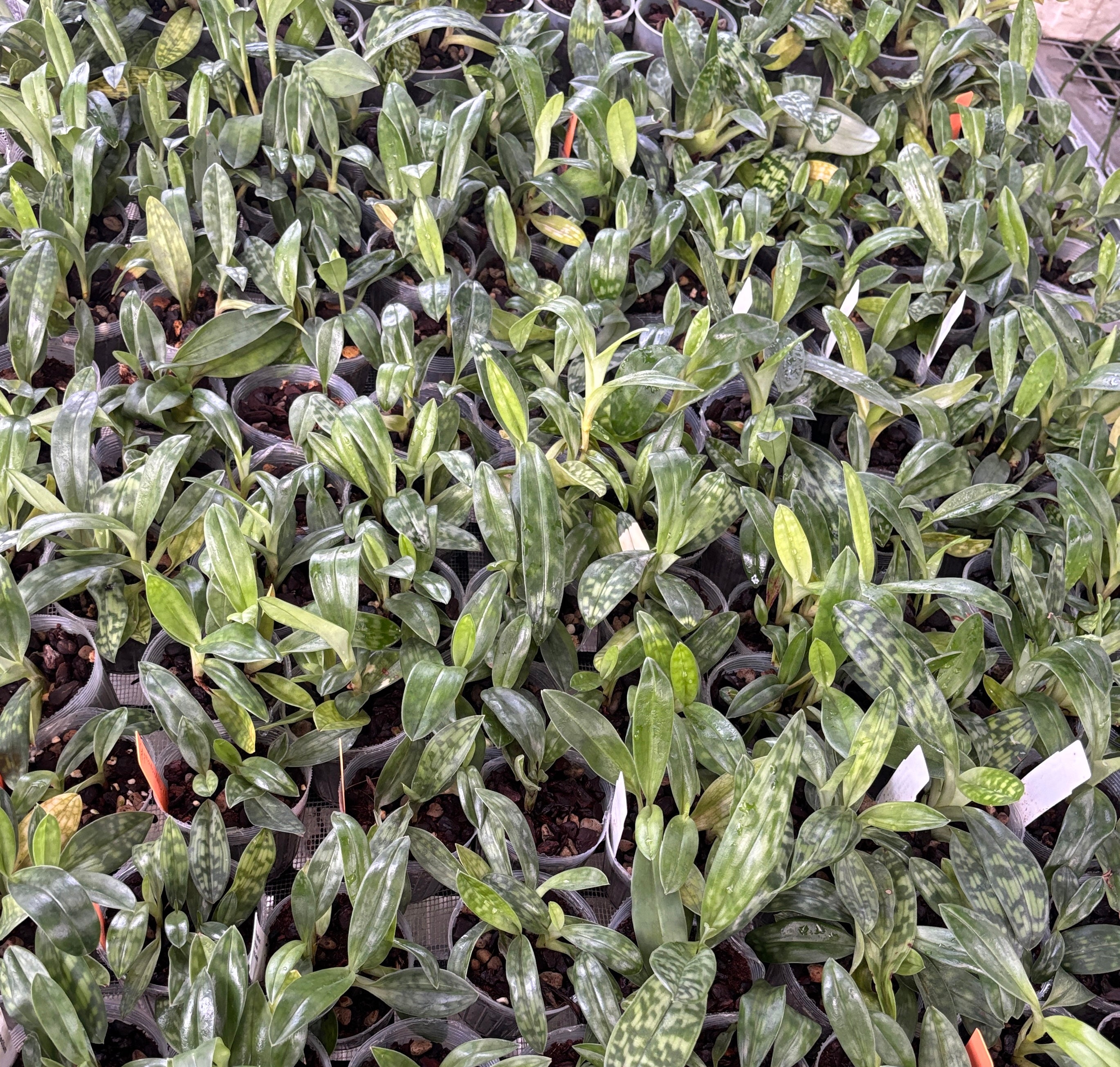 Paphiopedilum maudiae NBS BULK 50 Plants