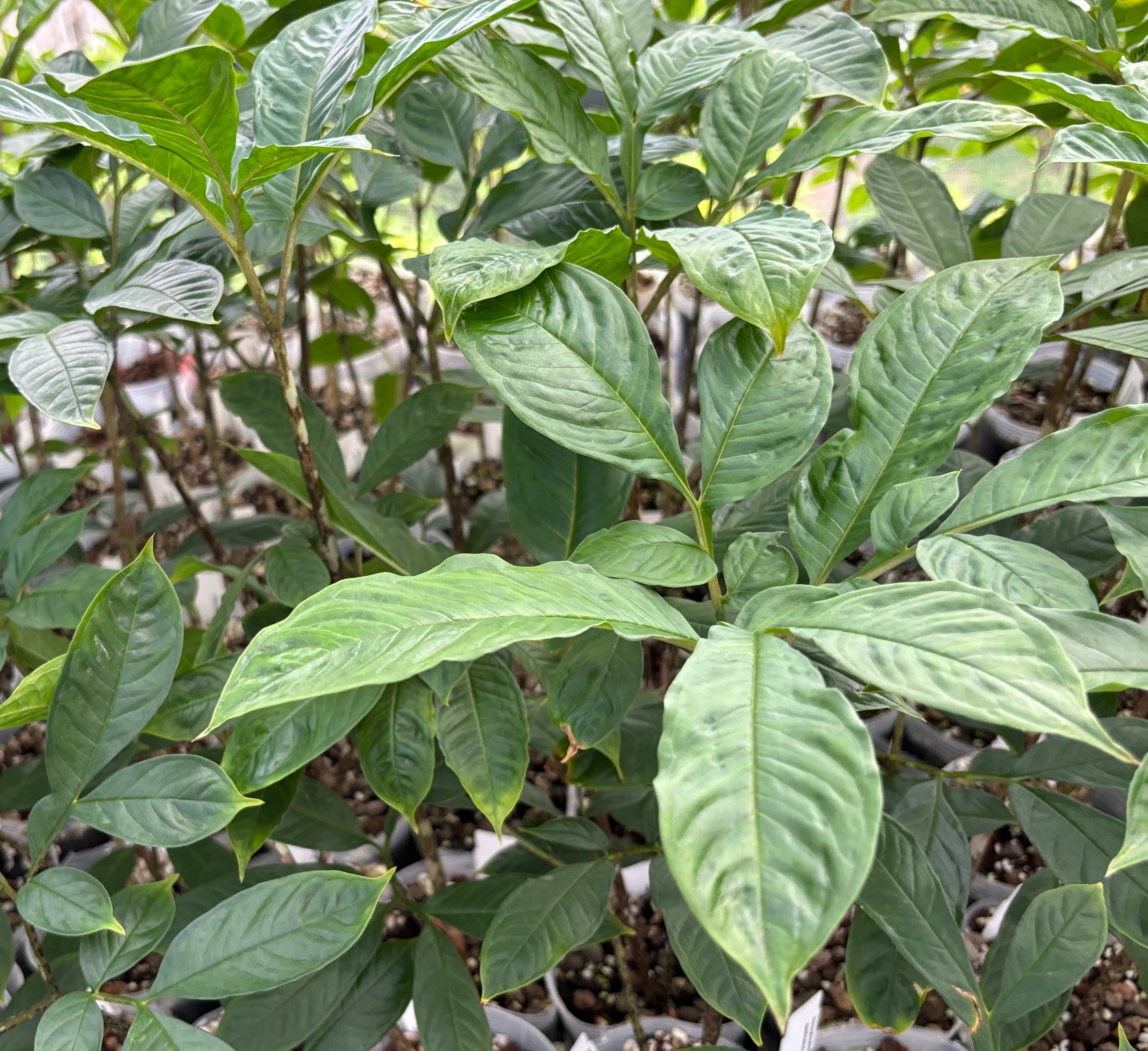 Amorphophallus declinatus