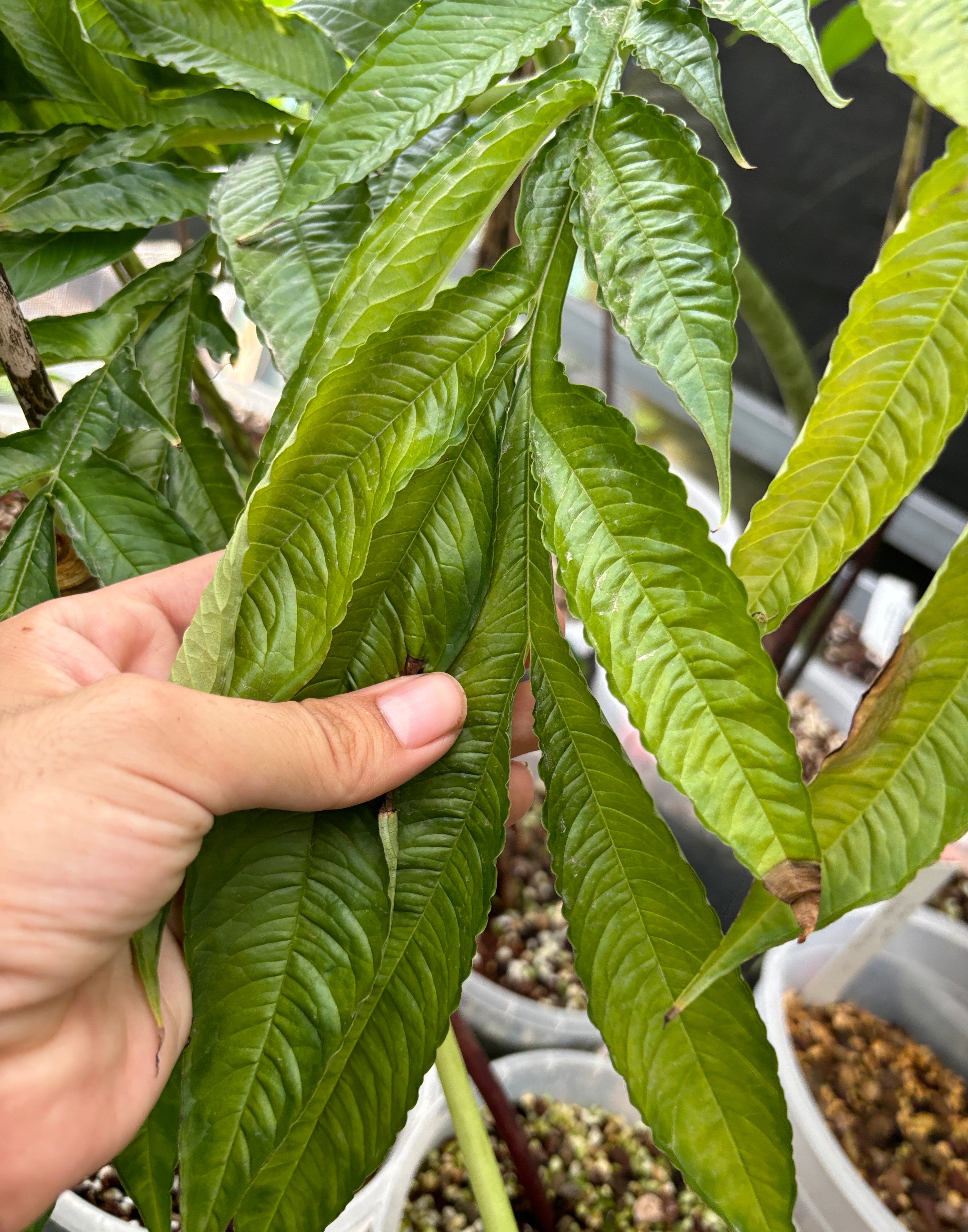Amorphophallus sp. B