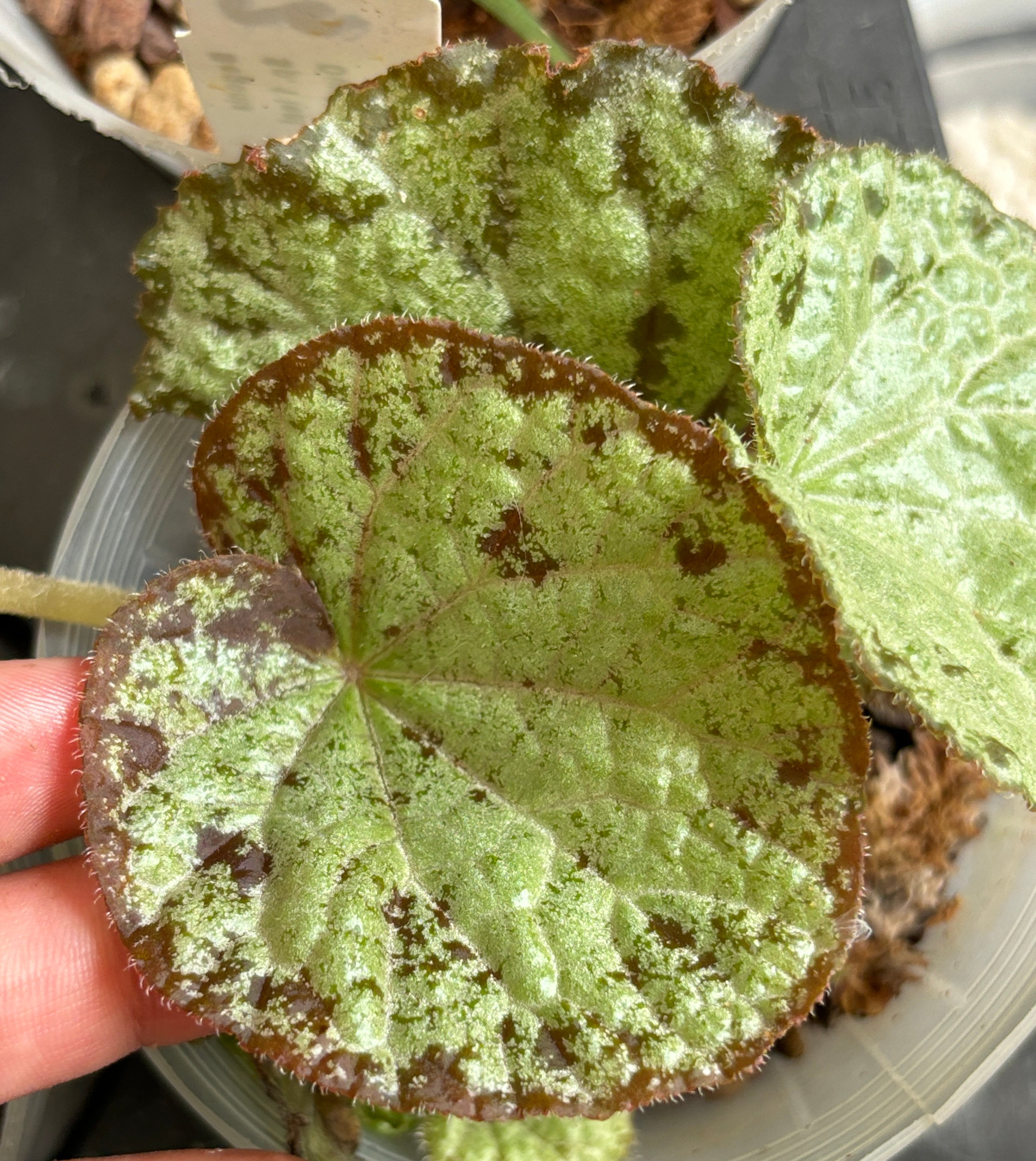 Begonia sp. silver tuberous