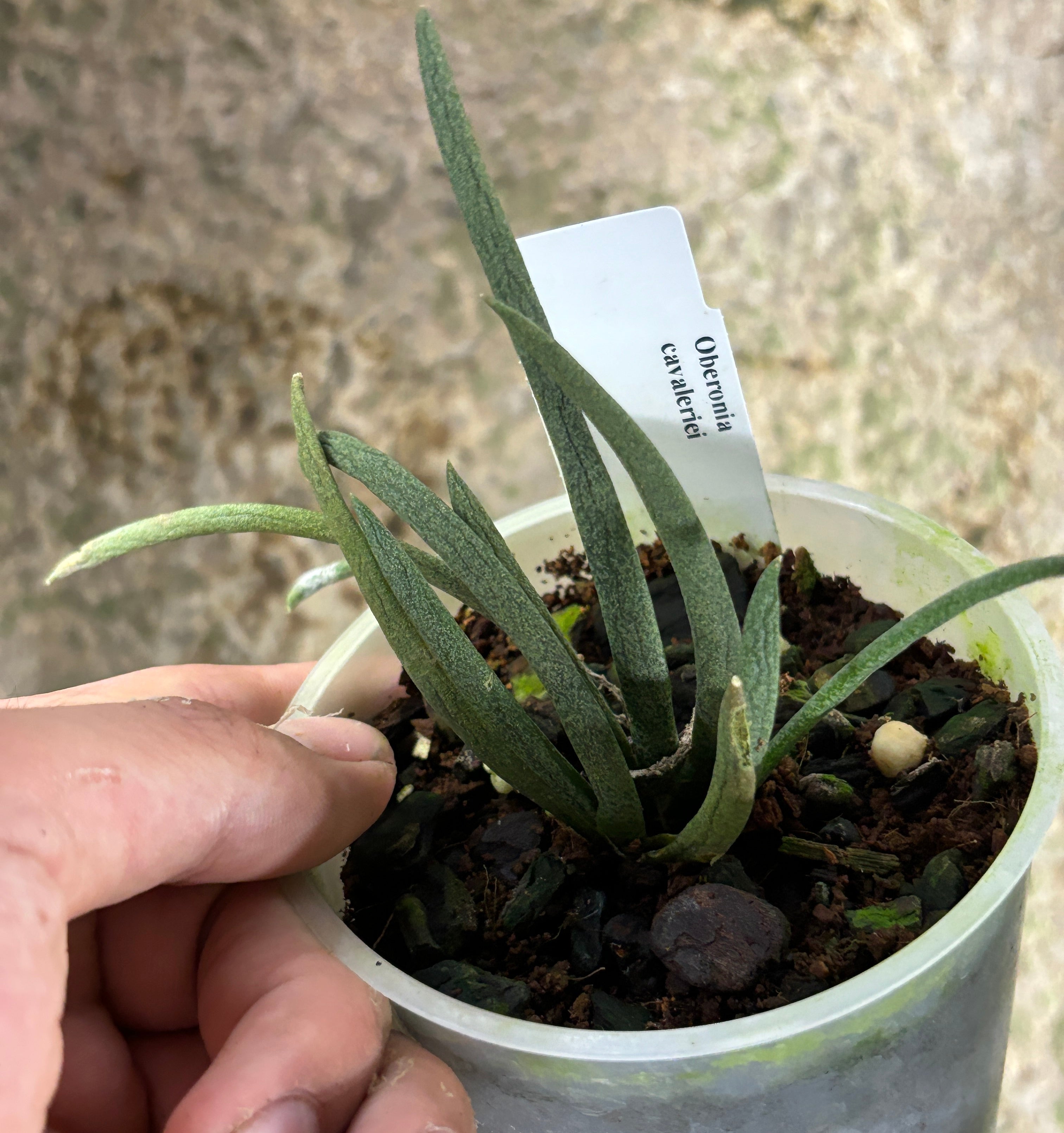 Oberonia cavaleriei