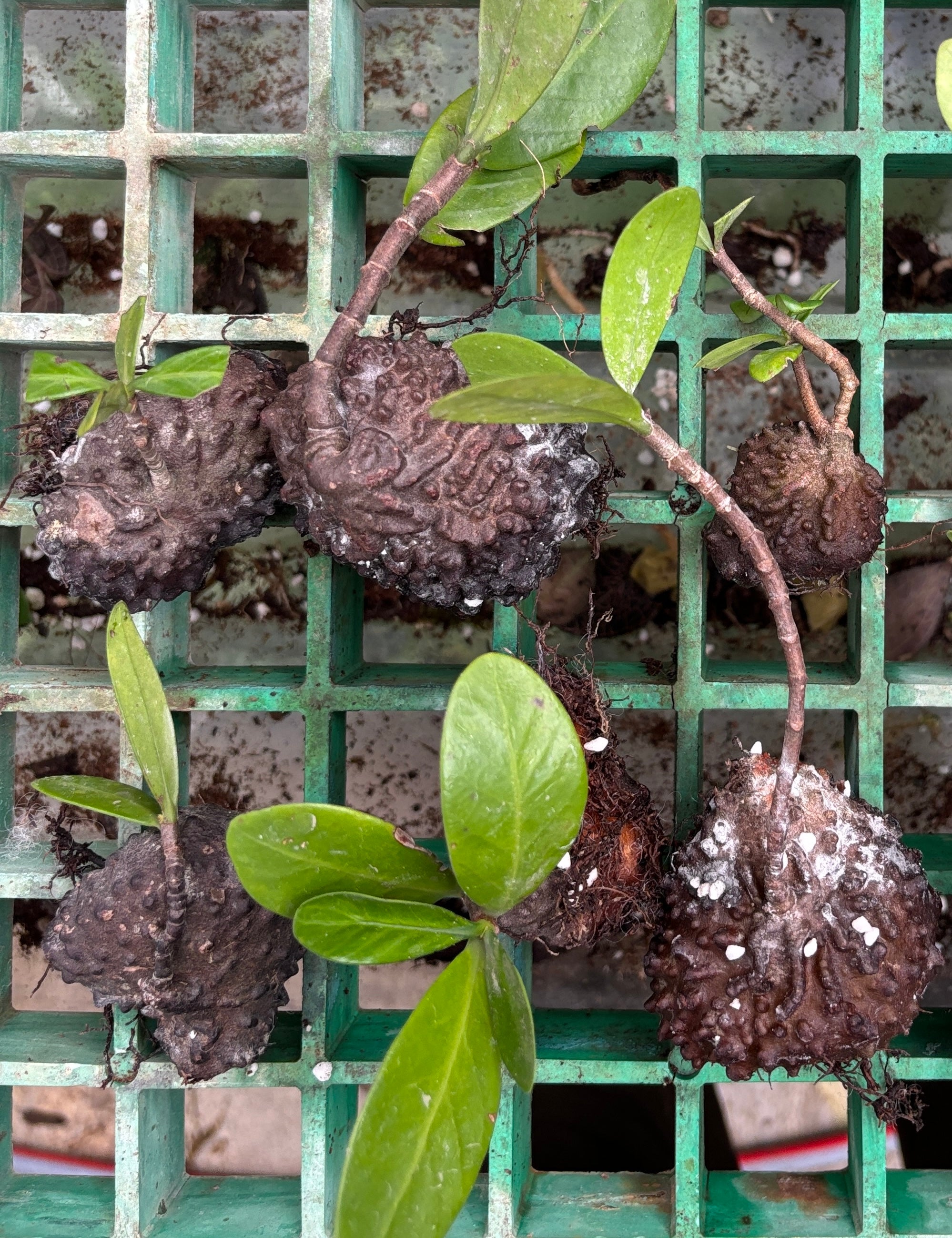 Hydnophytum formicarium Vietnam