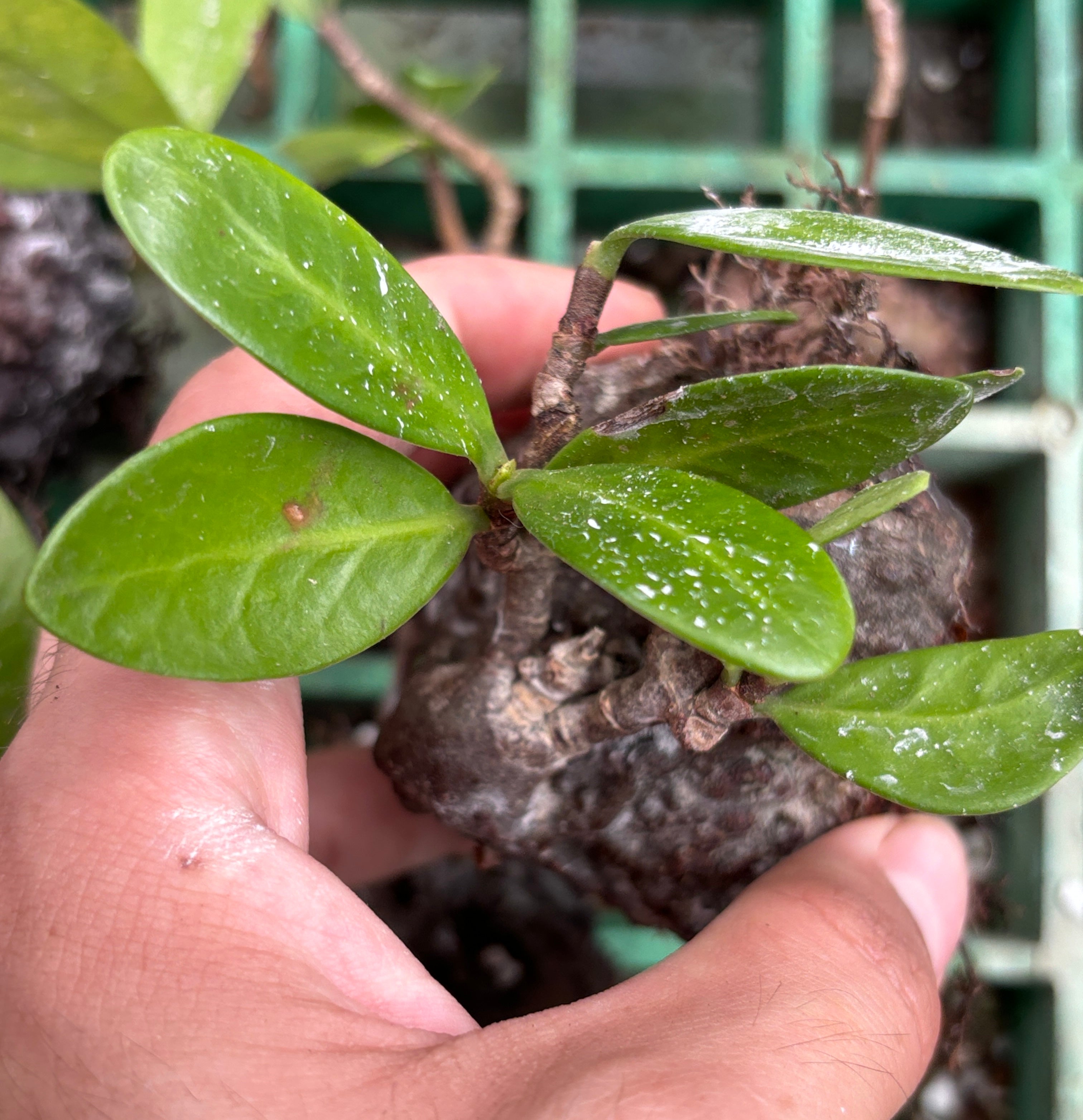 Hydnophytum formicarium Vietnam