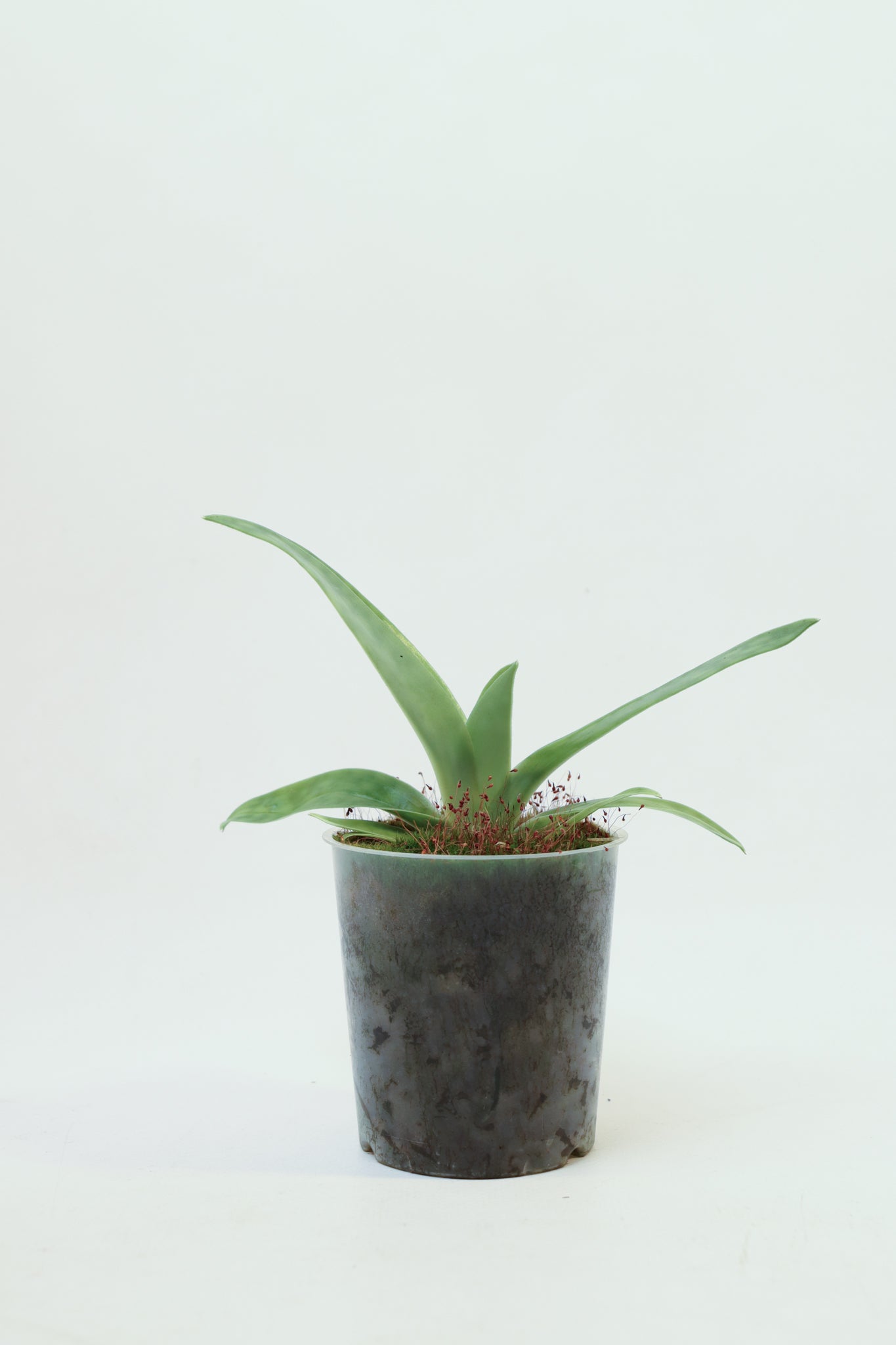 Paphiopedilum Kitankul