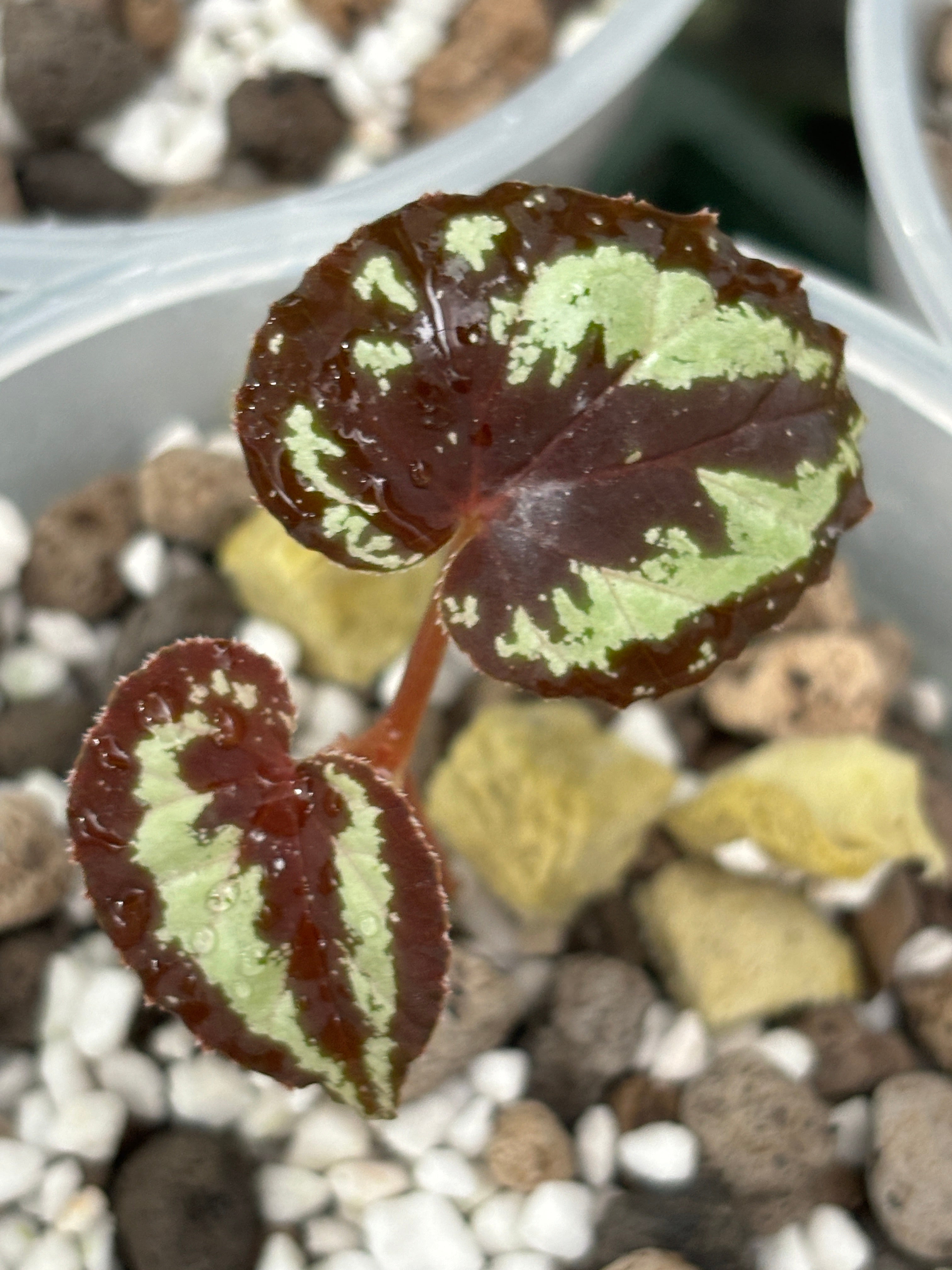 Begonia curtisii Malaysia