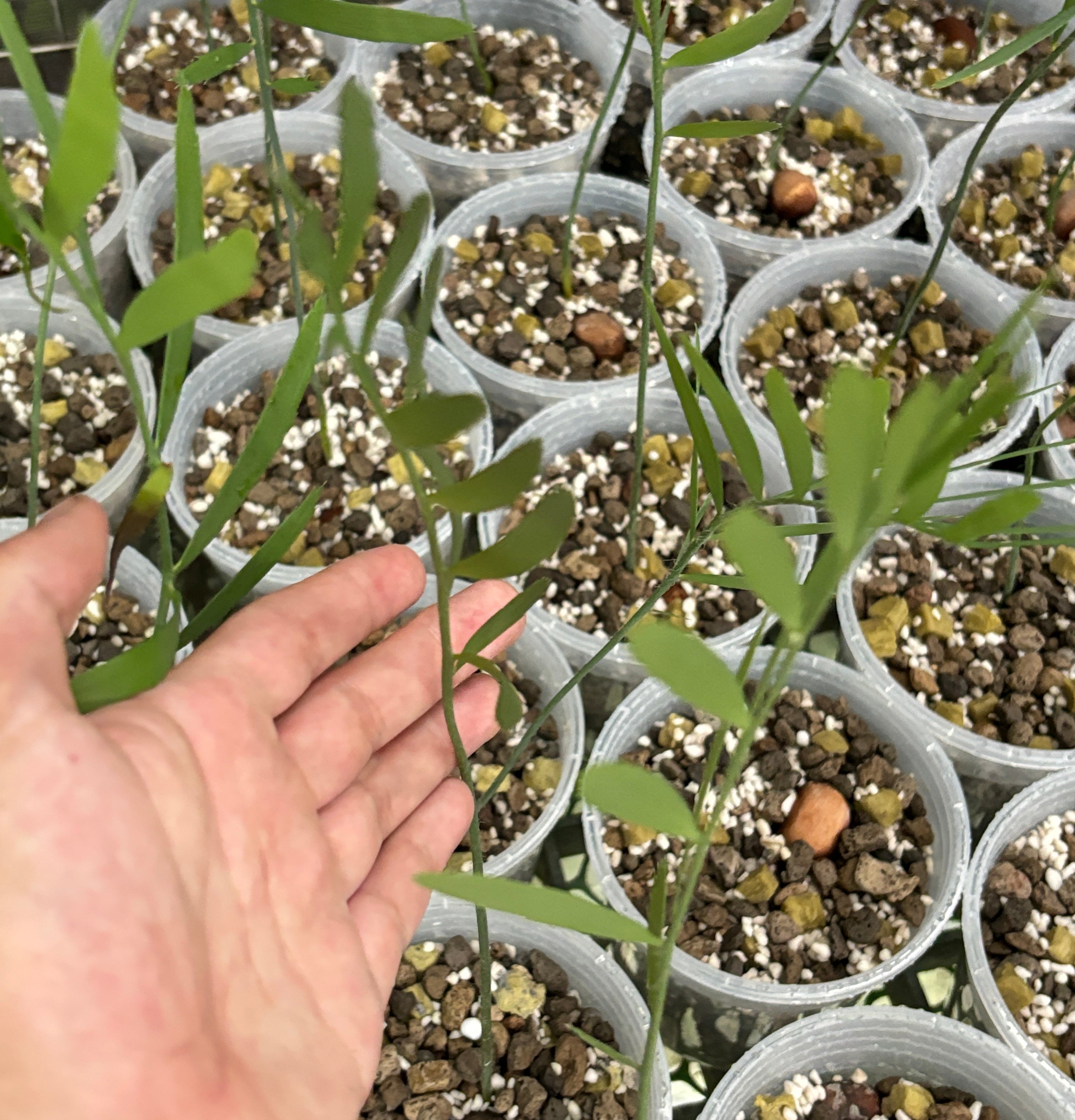 Encephalartos nubimontanus seedlings