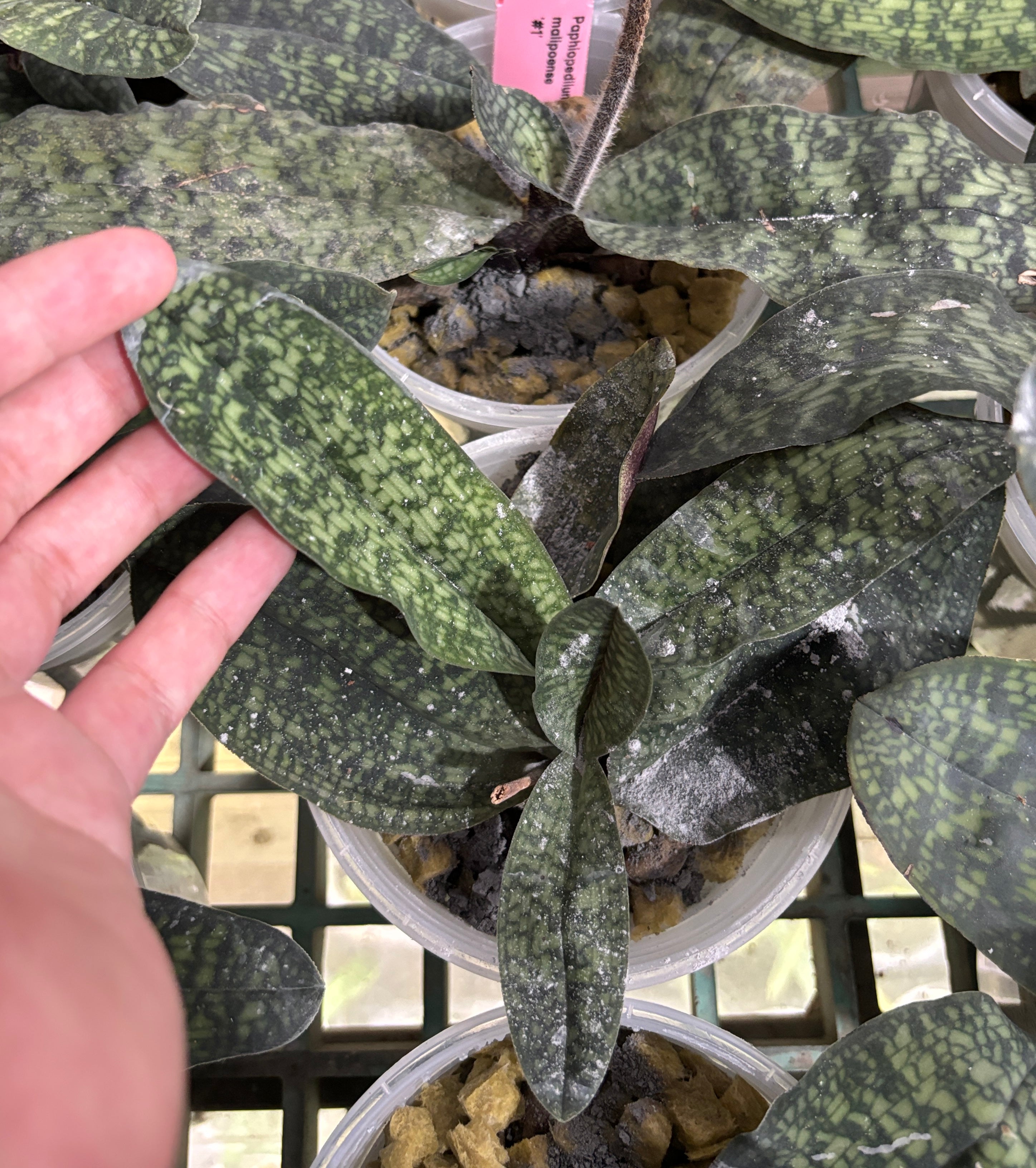 Paphiopedilum malipoense