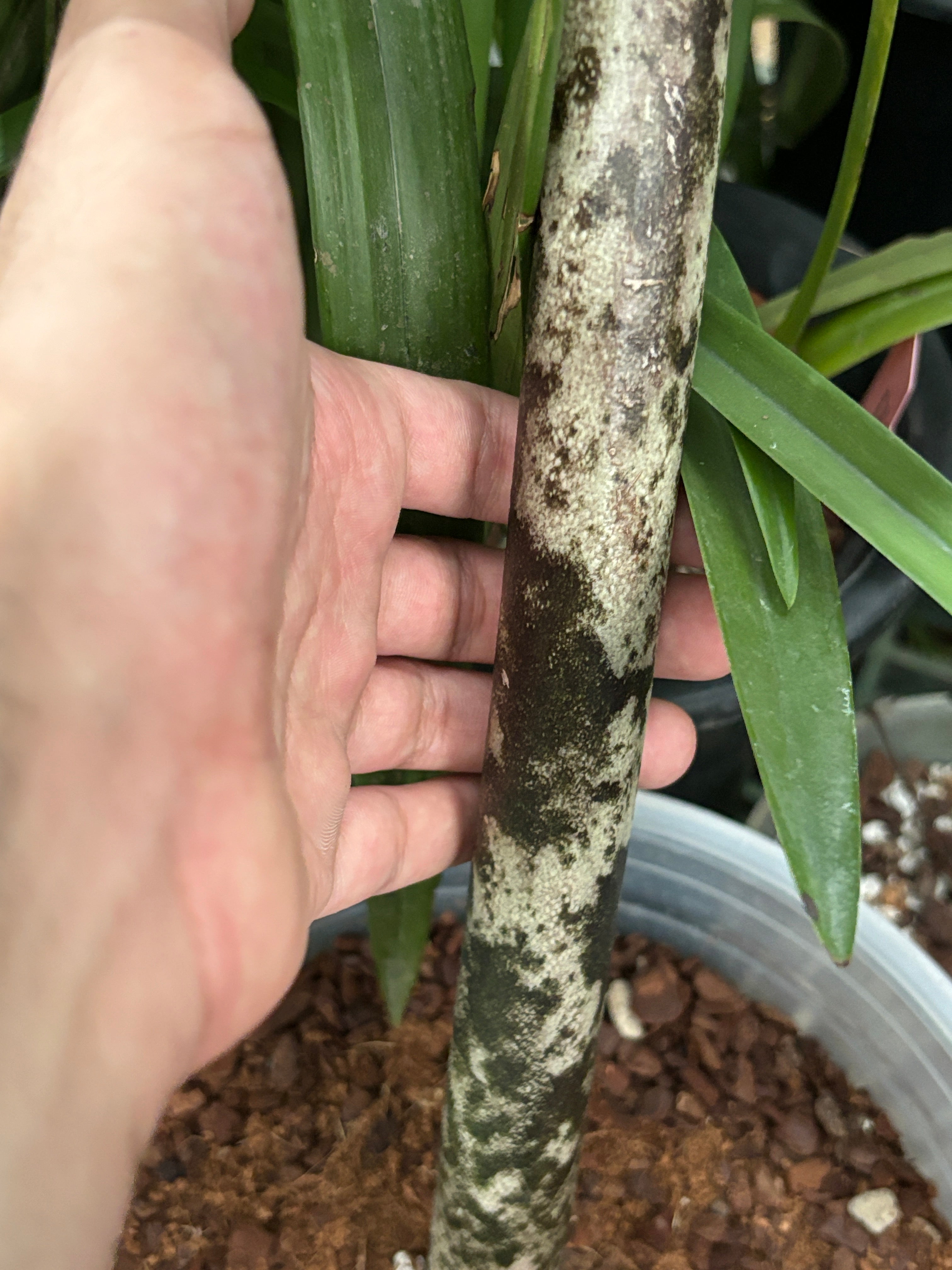 Amorphophallus ureolatus "Ham 1491" Holotype