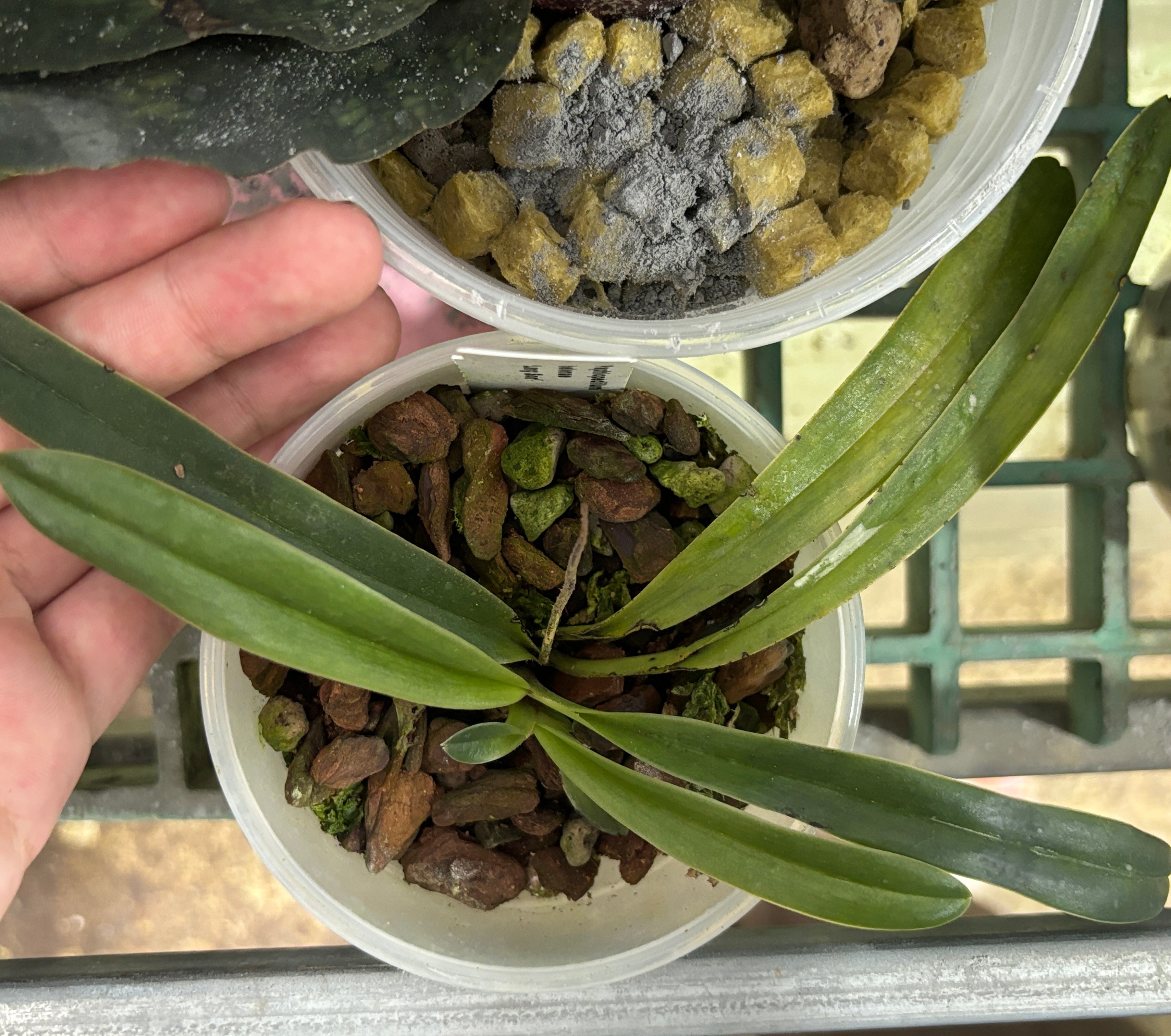 Paphiopedilum helenae
