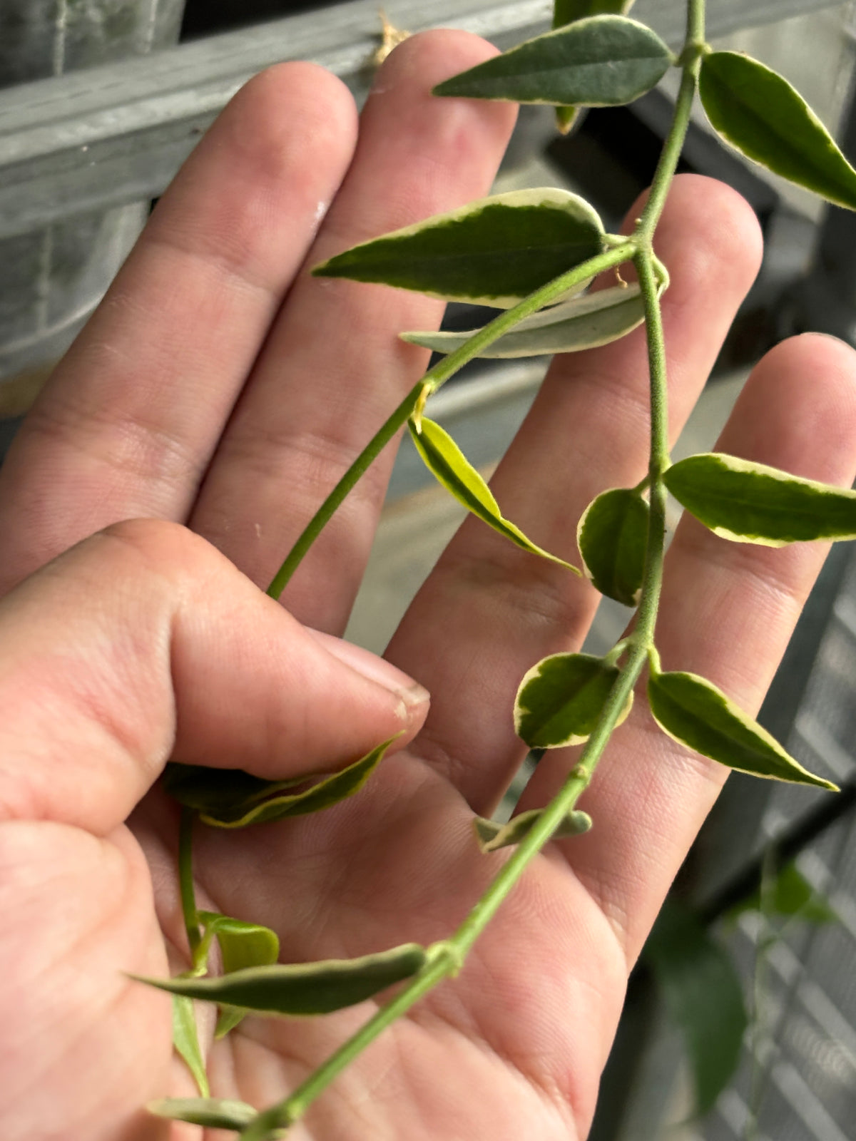 Hoya bella albomarginata 'Anneke Buis'
