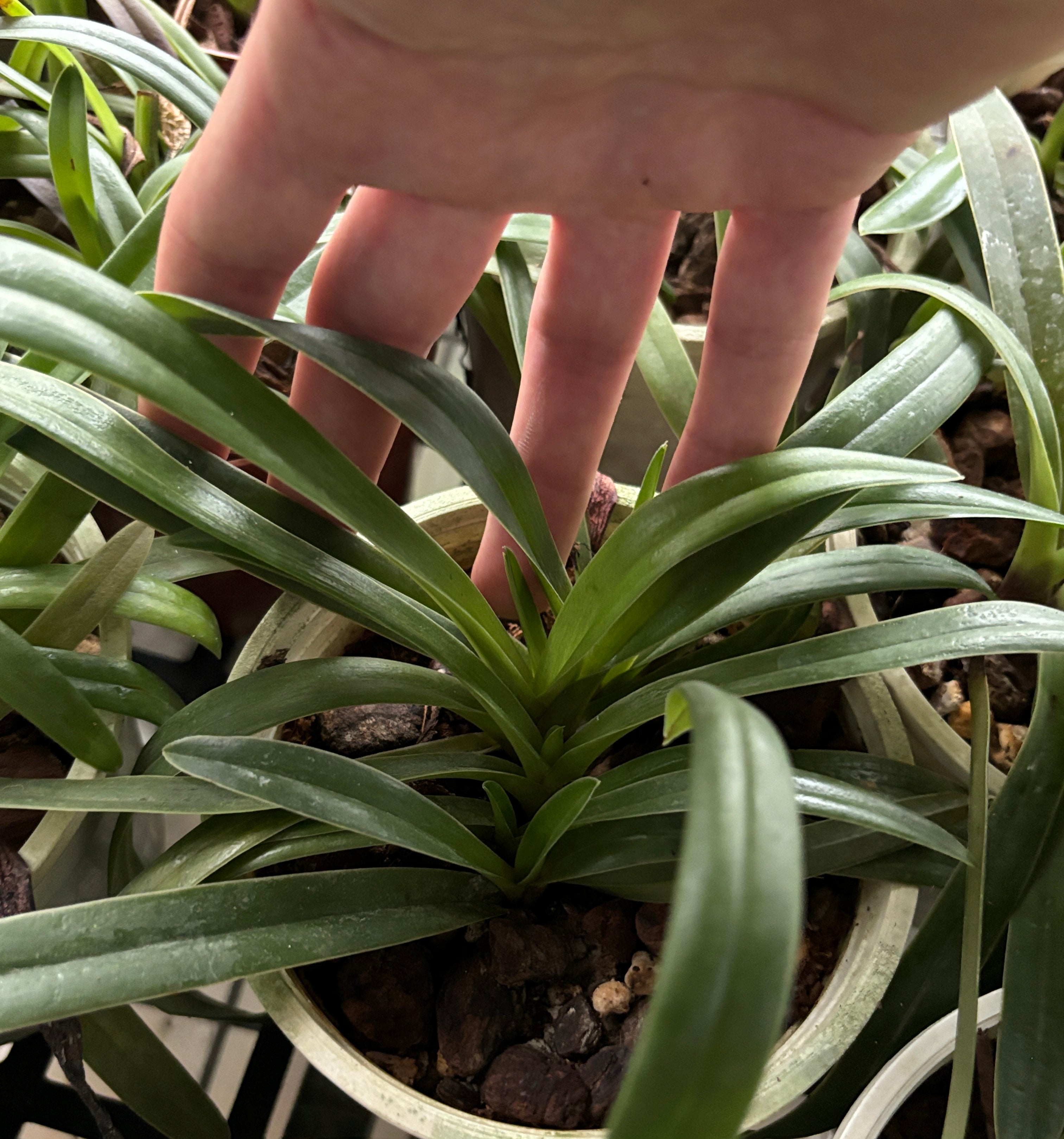 Paphiopedilum coccineum