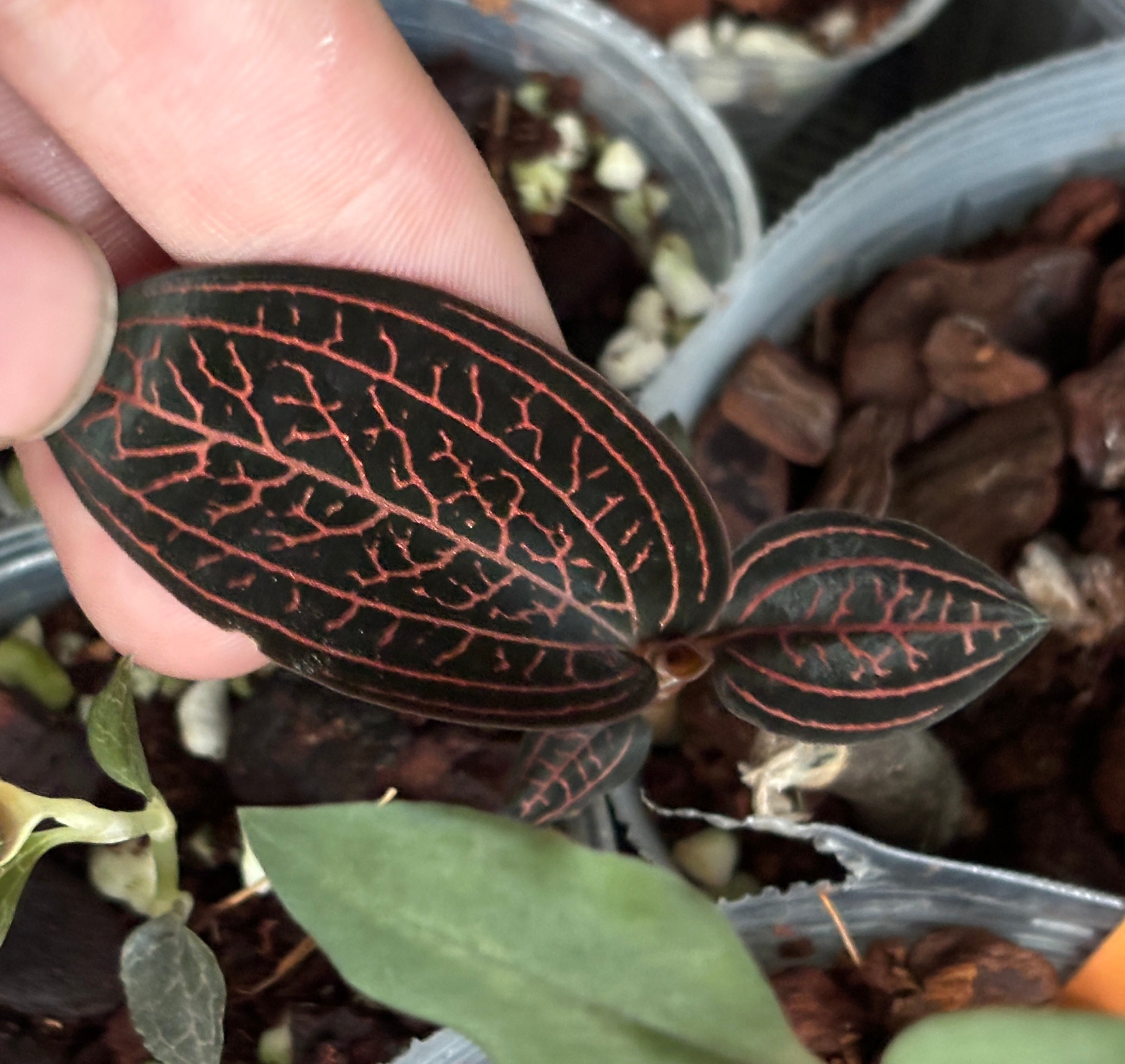 Ludisia discolor