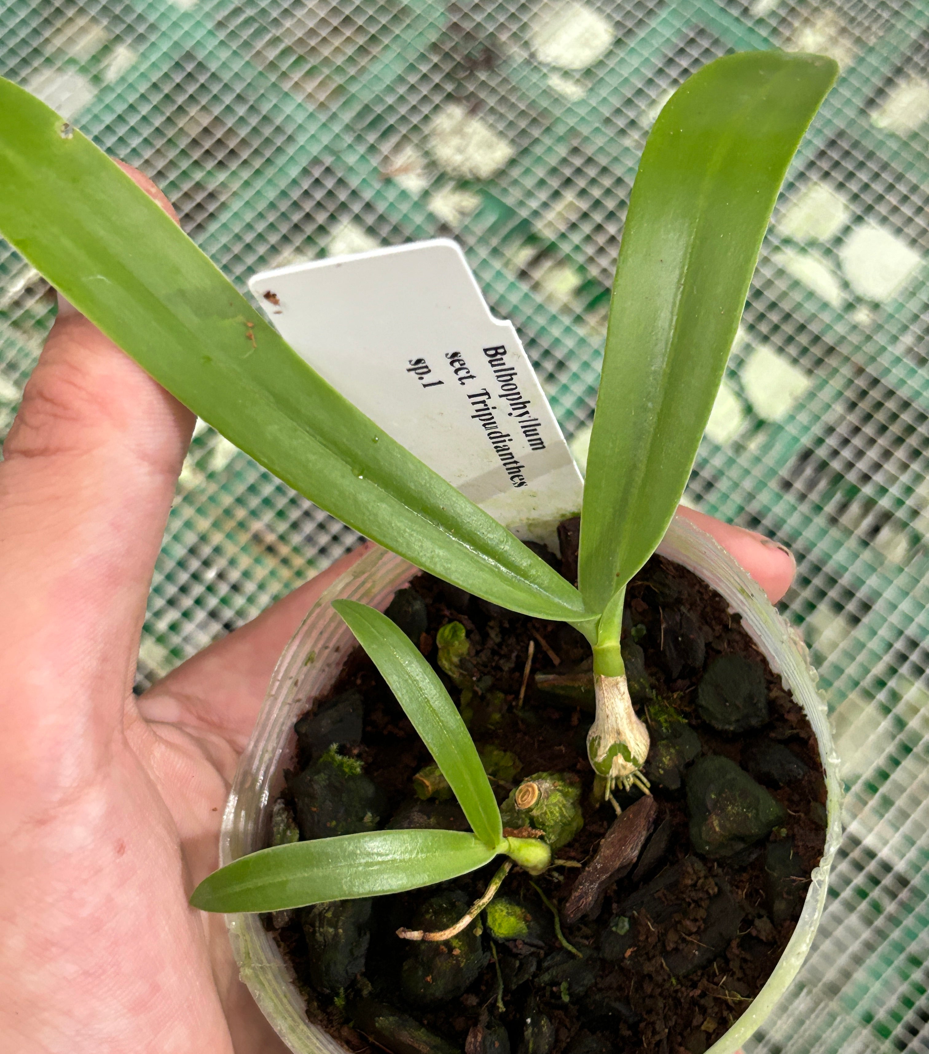 Bulbophyllum sect. Tripudiantes